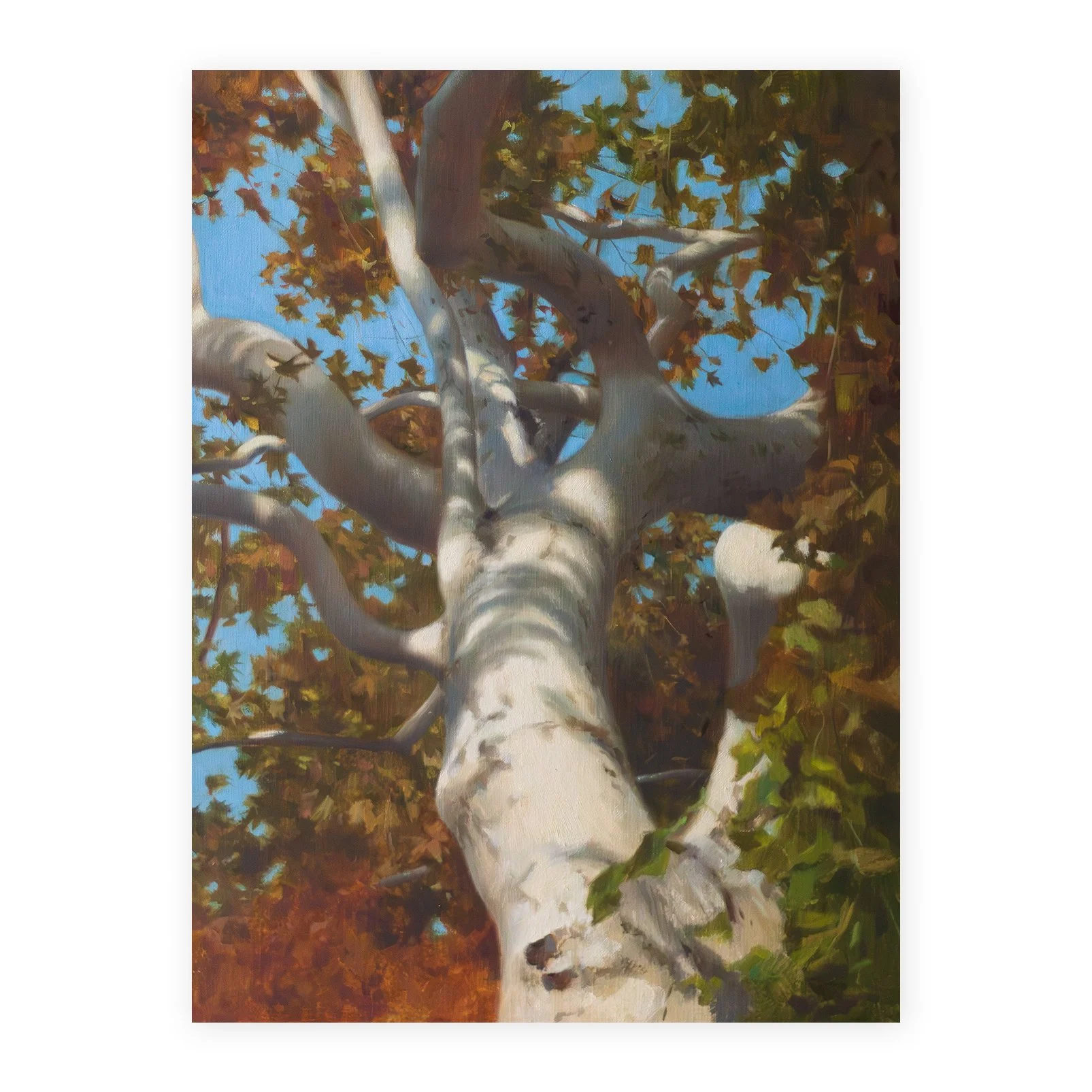 Arizona Sycamore