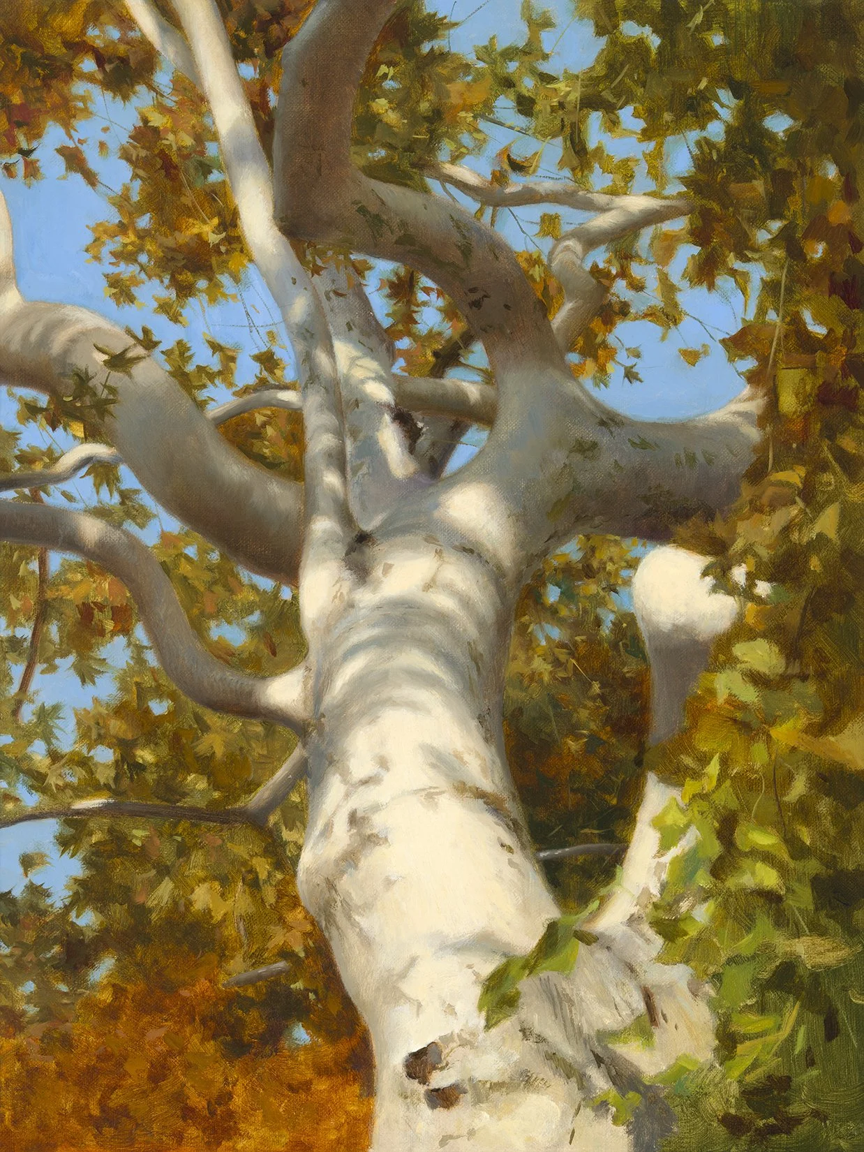 Arizona Sycamore web.jpg