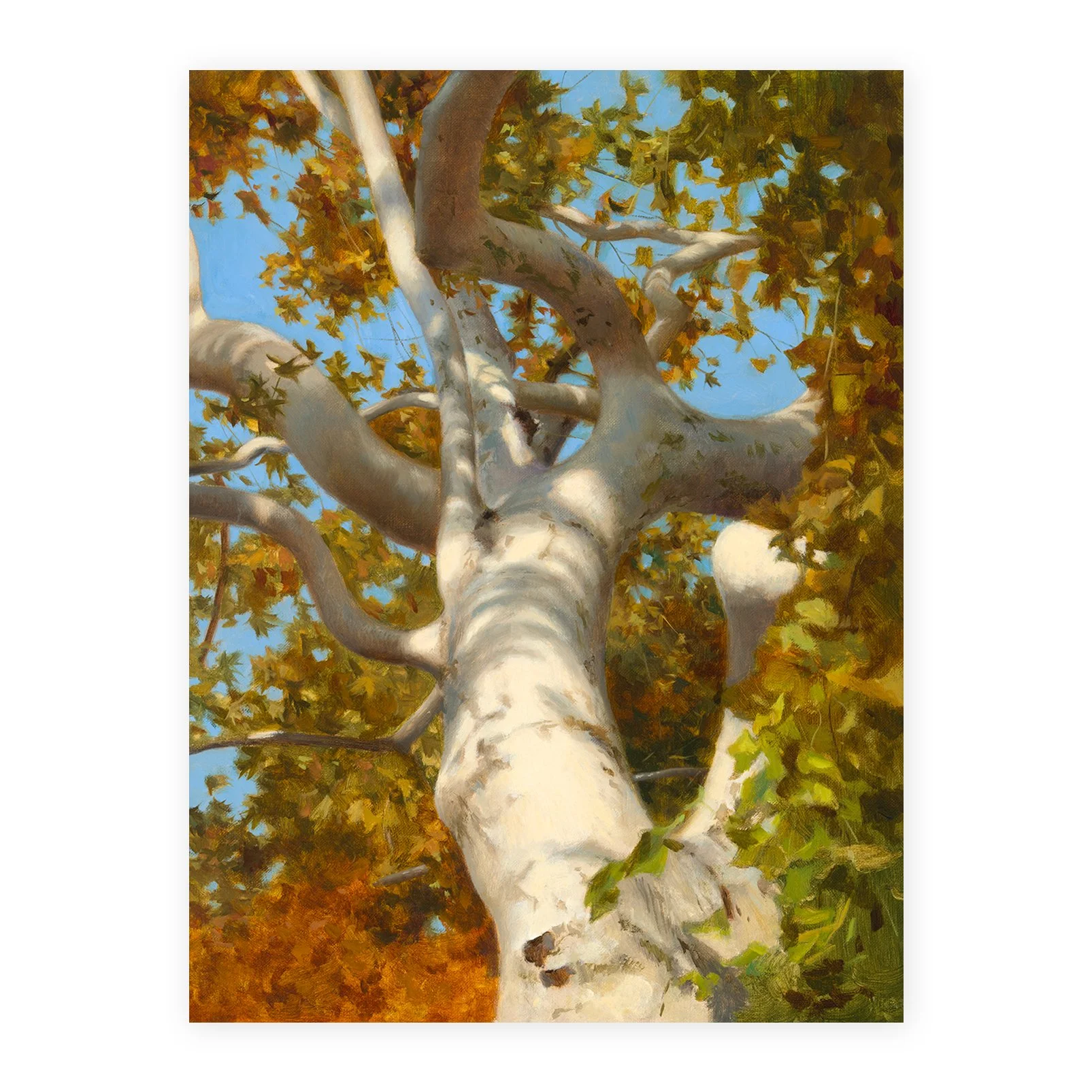 Arizona Sycamore