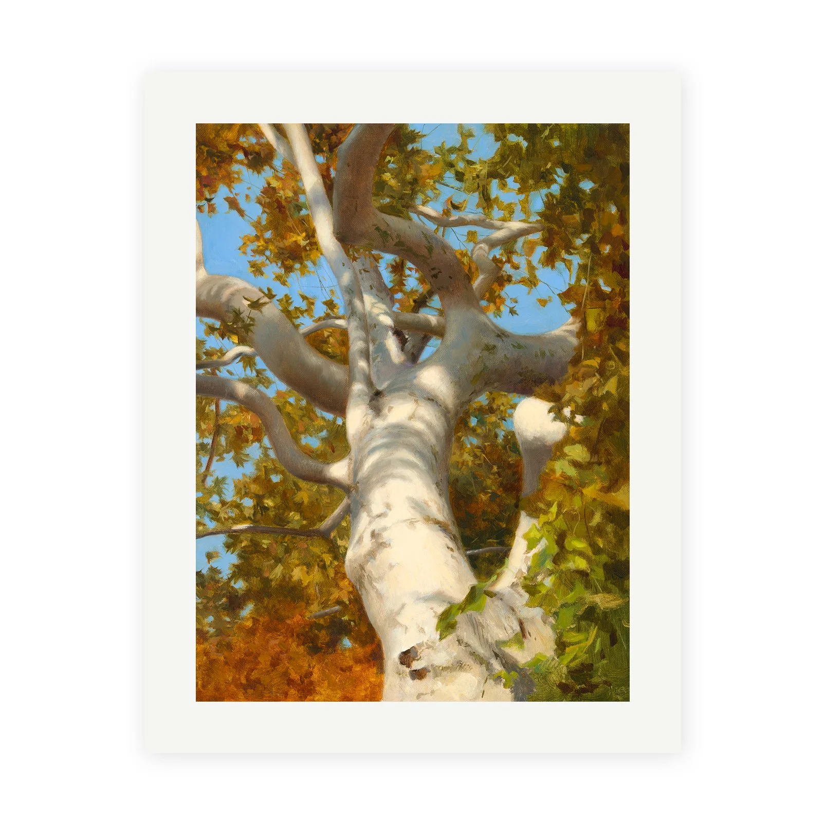 "Arizona Sycamore" Print