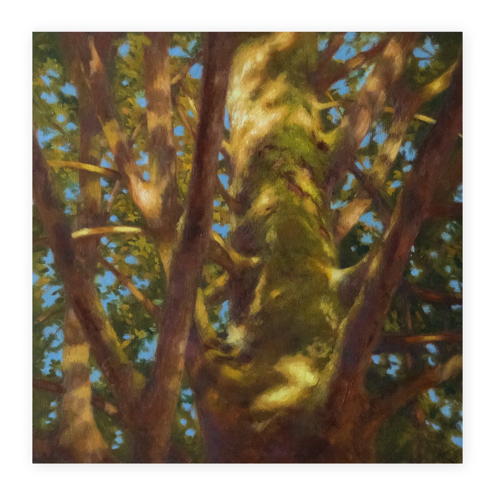 Under the Sunlit Canopy
