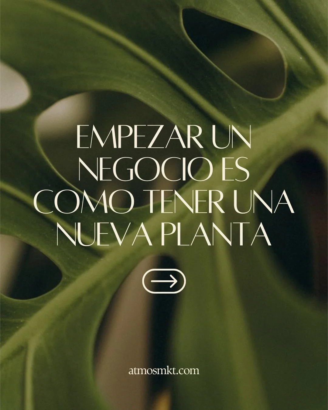 Empezar un negocio es como cuidar una planta nueva: necesita estructura para crecer en la direcci&oacute;n correcta. 🌿

Tu identidad visual es ese soporte que le da coherencia, claridad y personalidad a tu proyecto desde el principio. Una identidad 