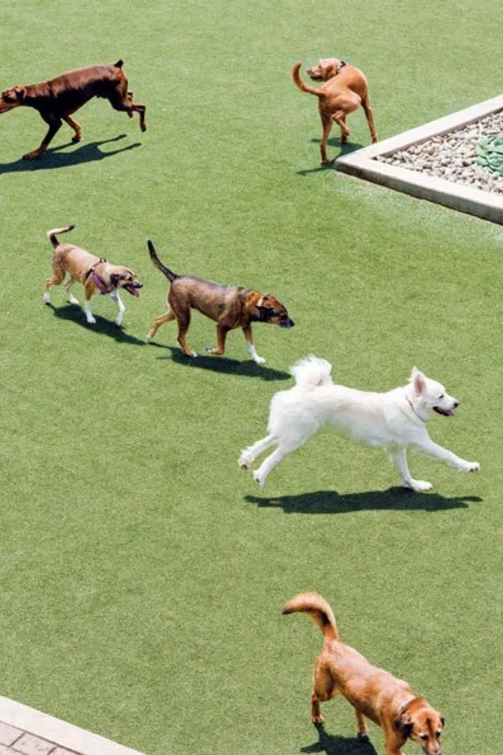 Seis perros corriendo sobre una superficie de césped artificial, algunos de colores marrón, uno blanco y otro beige con trajes de collar, en un área exterior con una pequeña zona de piedra.