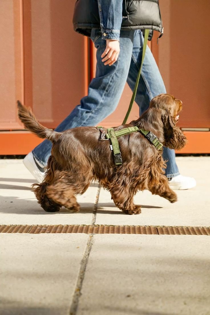 Una persona con jeans y un chaleco negro pasea a un perro cocker spaniel con arnés verde en una acera de concreto.
