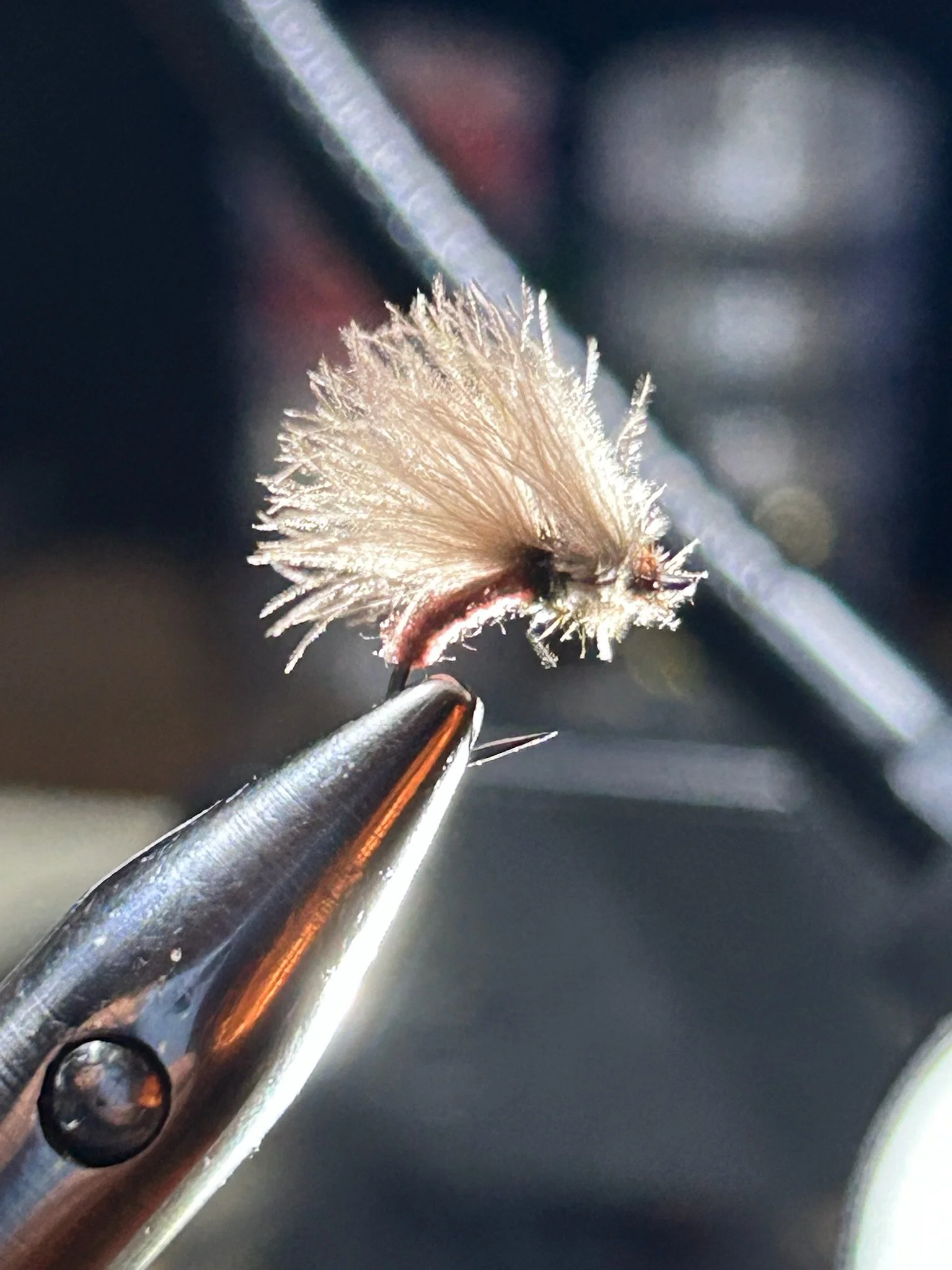 Close-up of a fuzzy white caterpillar with brown markings on a plant stem, held by metal tweezers.