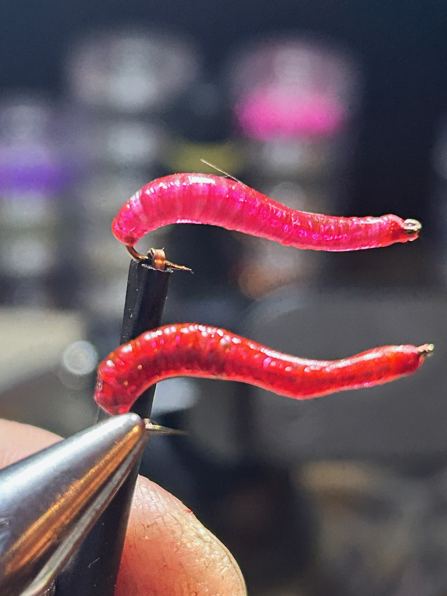 Close-up of two red, curved worms held by tweezers with a blurred dark background.
