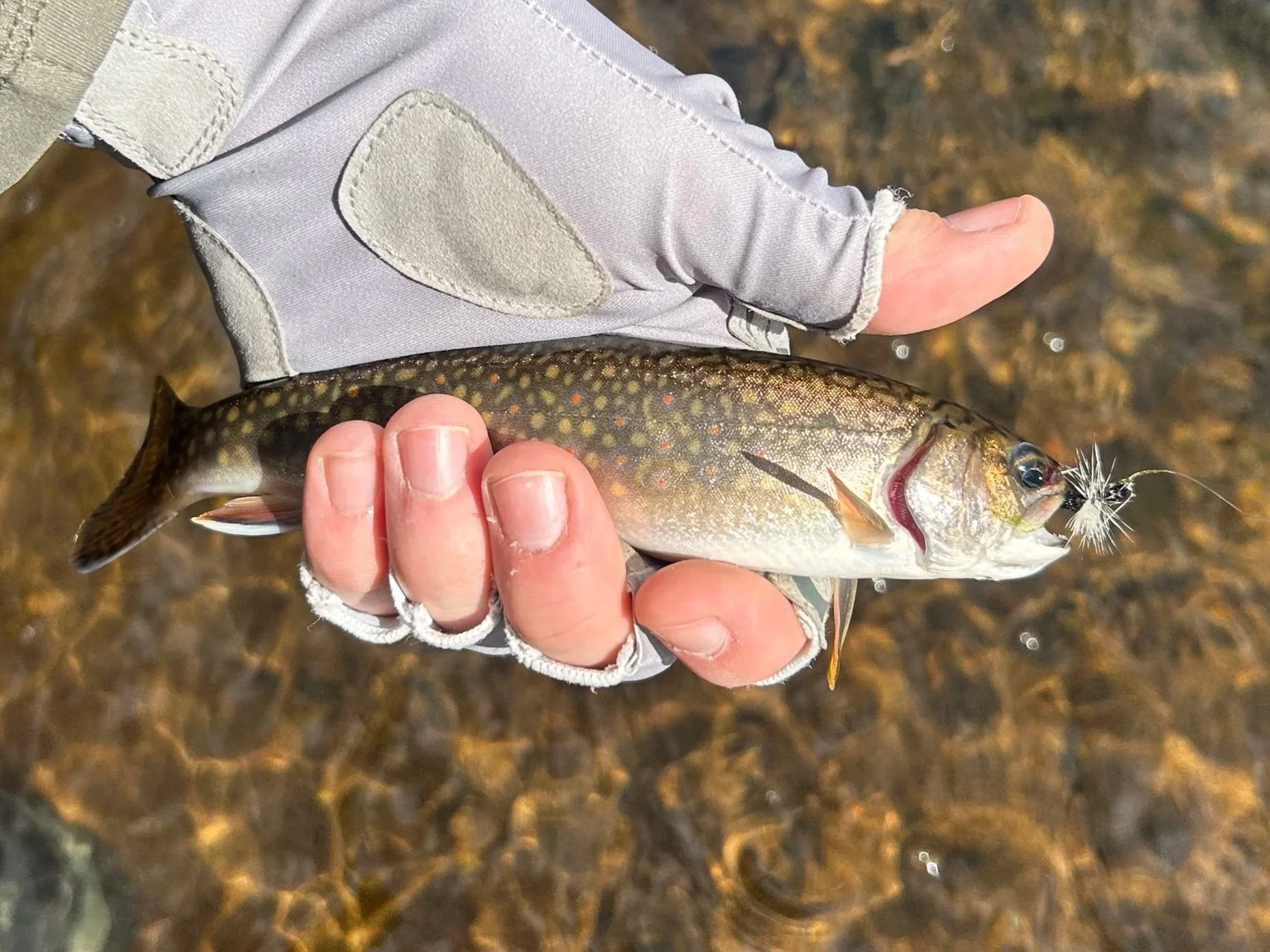 Person holding a freshly caught small trout with a fishing lure attached to its mouth over clear water.