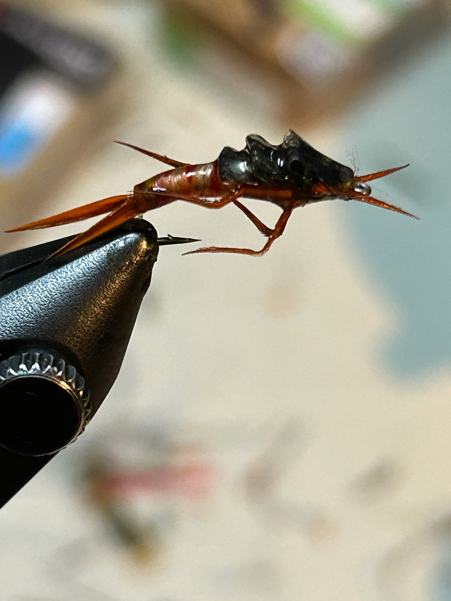 Close-up of a small insect held by tweezers, with a blurred background.