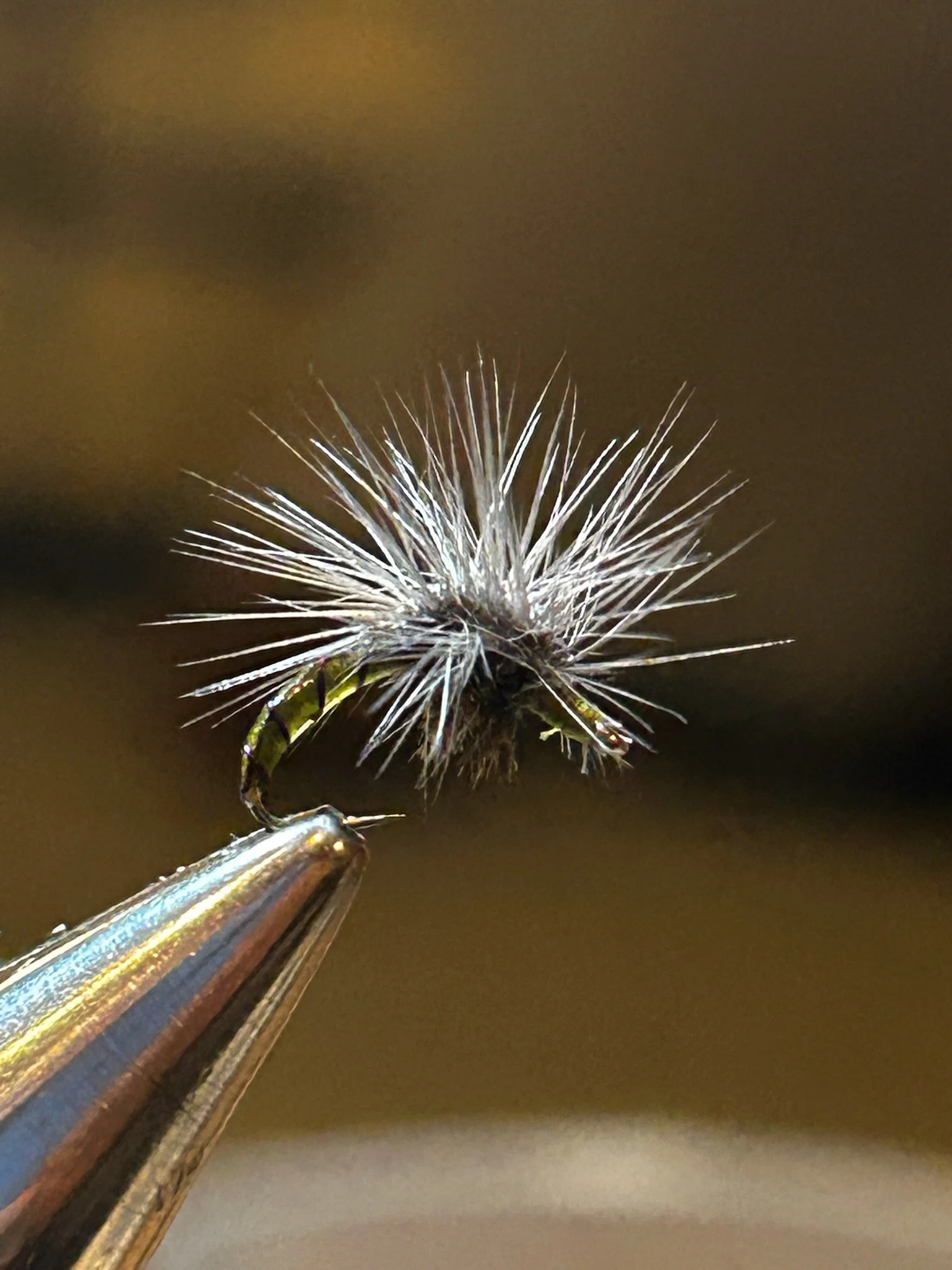 Close-up photo of a tiny, grayish moth with dark stripes on its body, held by tweezers in front of a blurred brown background.