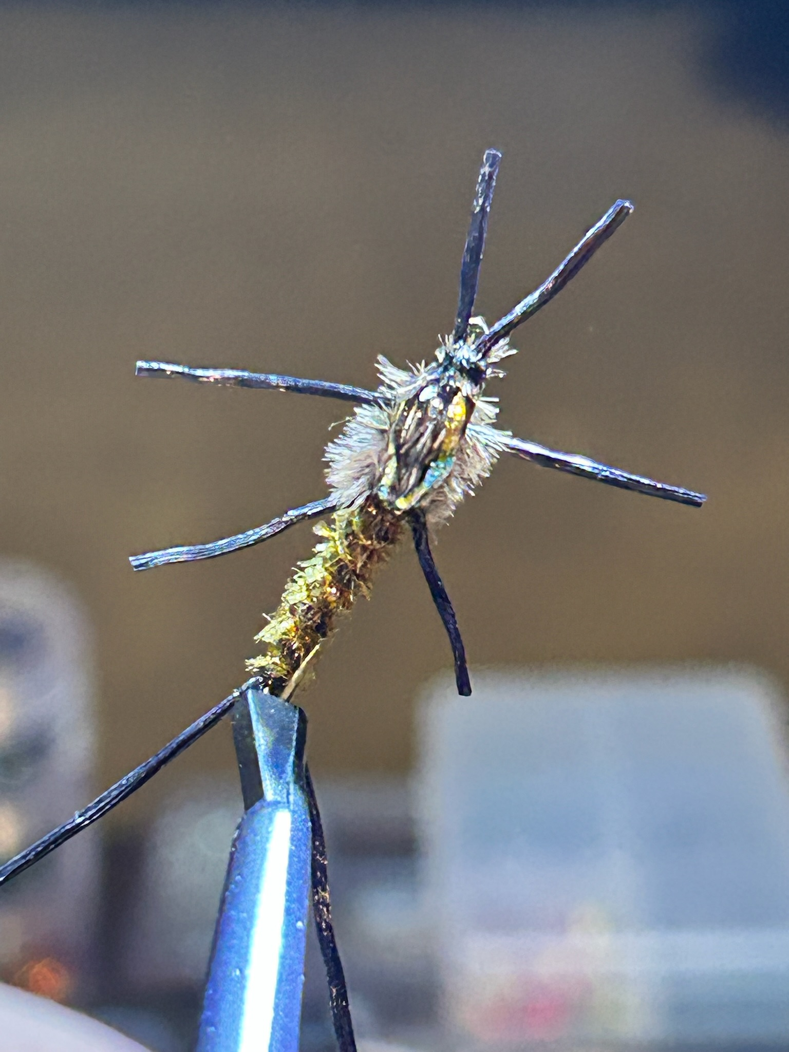 Close-up of a mosquito held by forceps, showing detailed features and iridescent body.