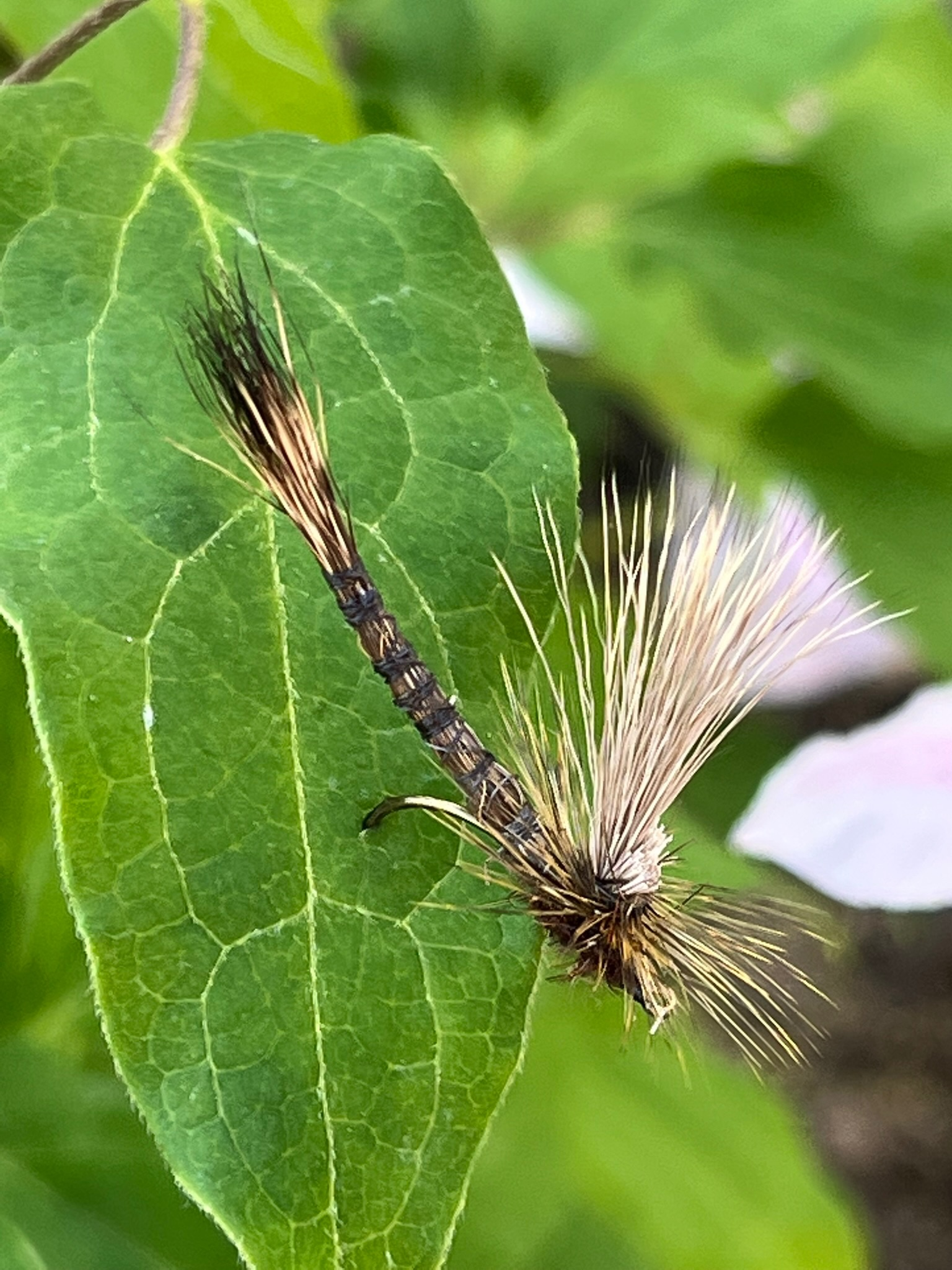 Close-up of a caterpillar with long, spiky, yellow and black hairs on a green leaf.