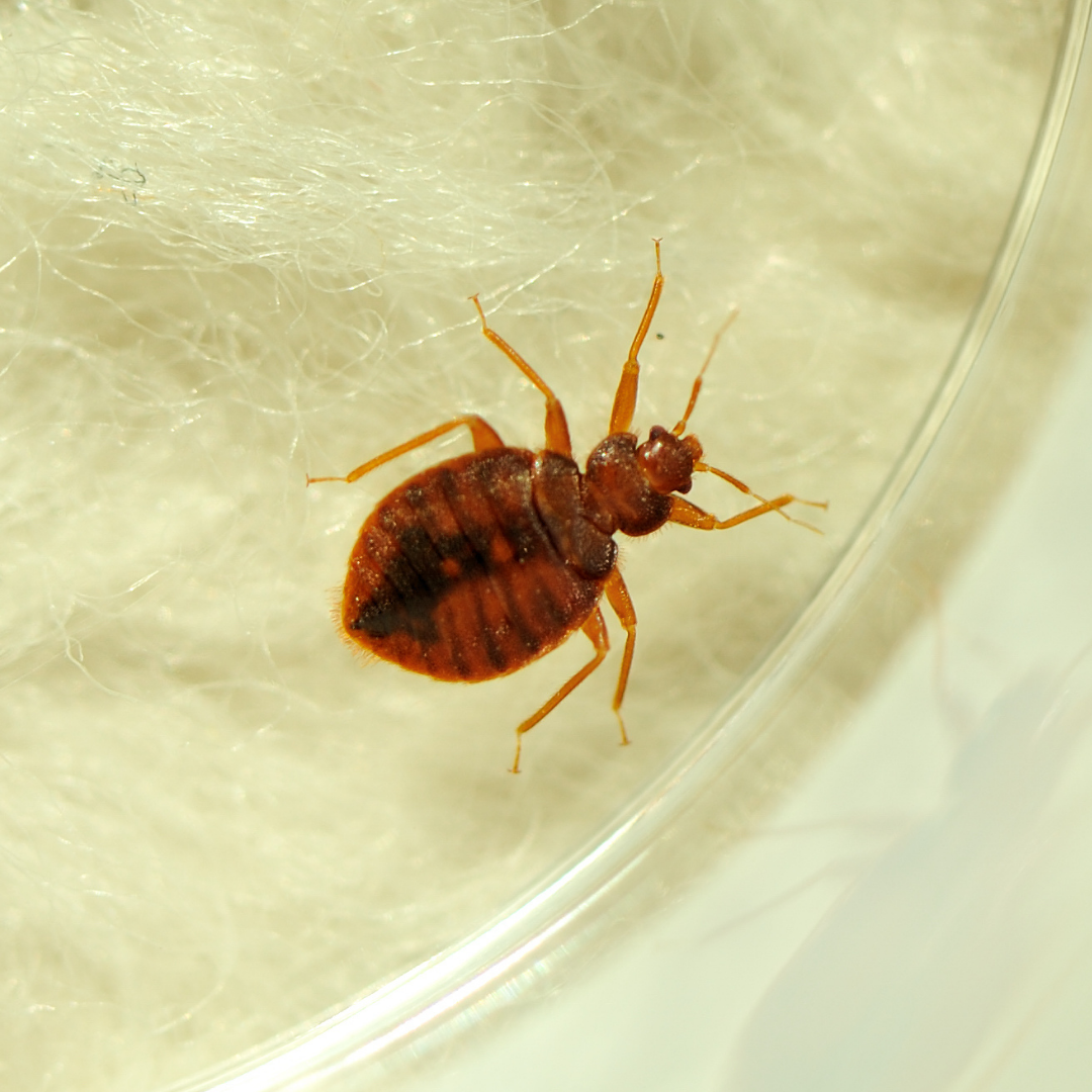 Insect package | prices starting from