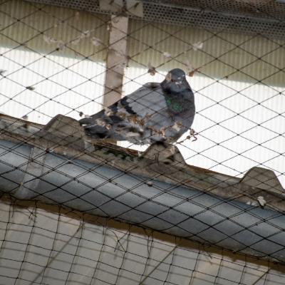 Bird proofing package | prices starting from