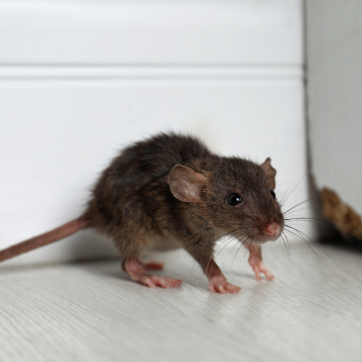 Rodent package | prices starting from