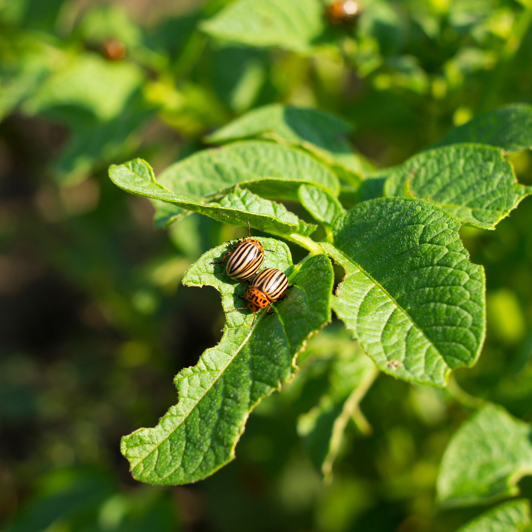 Close-up of green potato plant leaves with two Colorado potato beetles on a leaf.