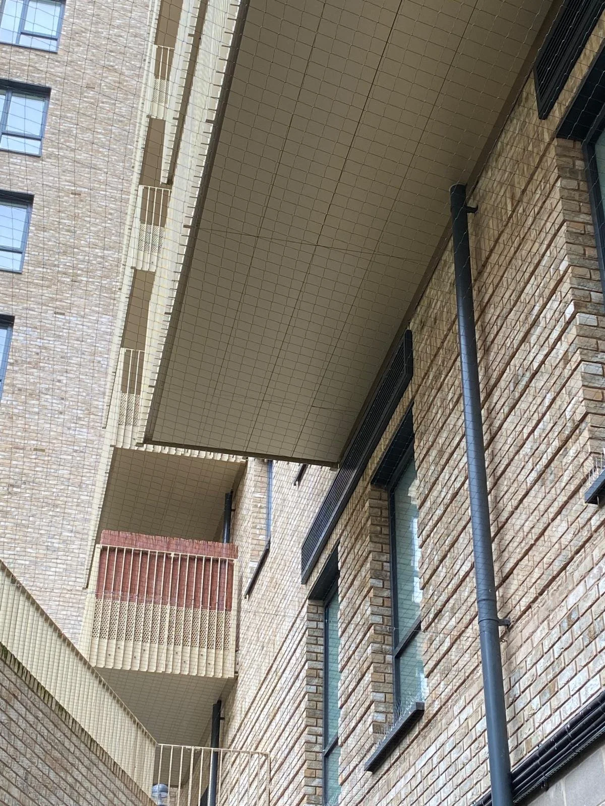 Feral pigeon netting