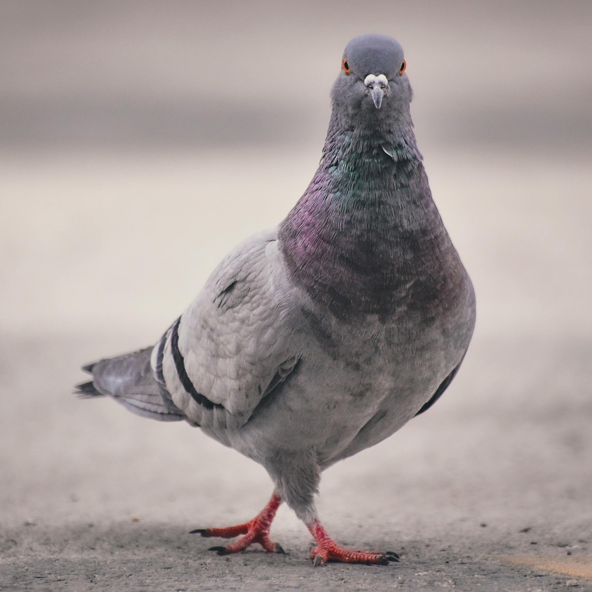 Bird netting package | prices starting from