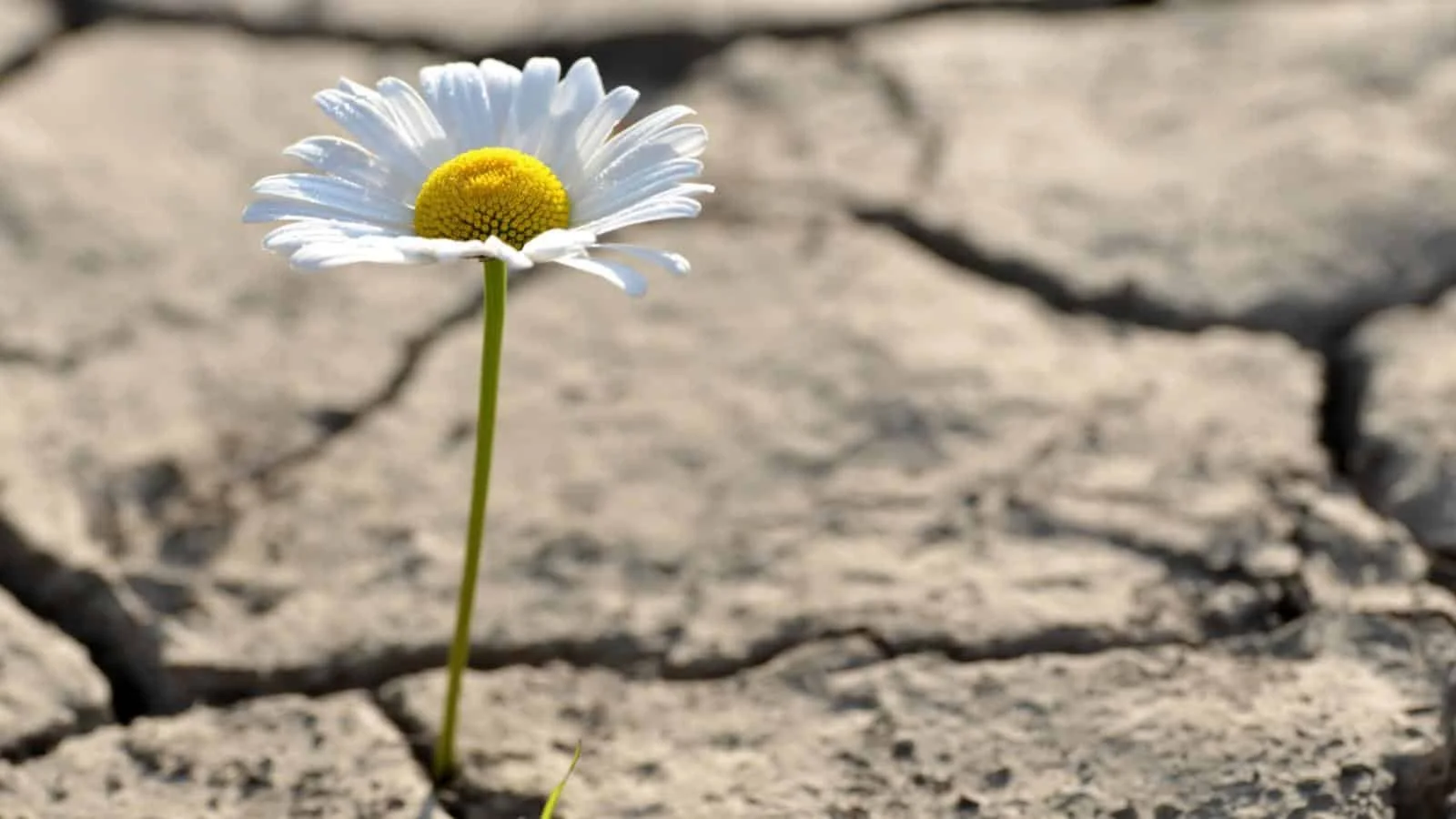 A single daisy flower growing in a crack in the dry soil.