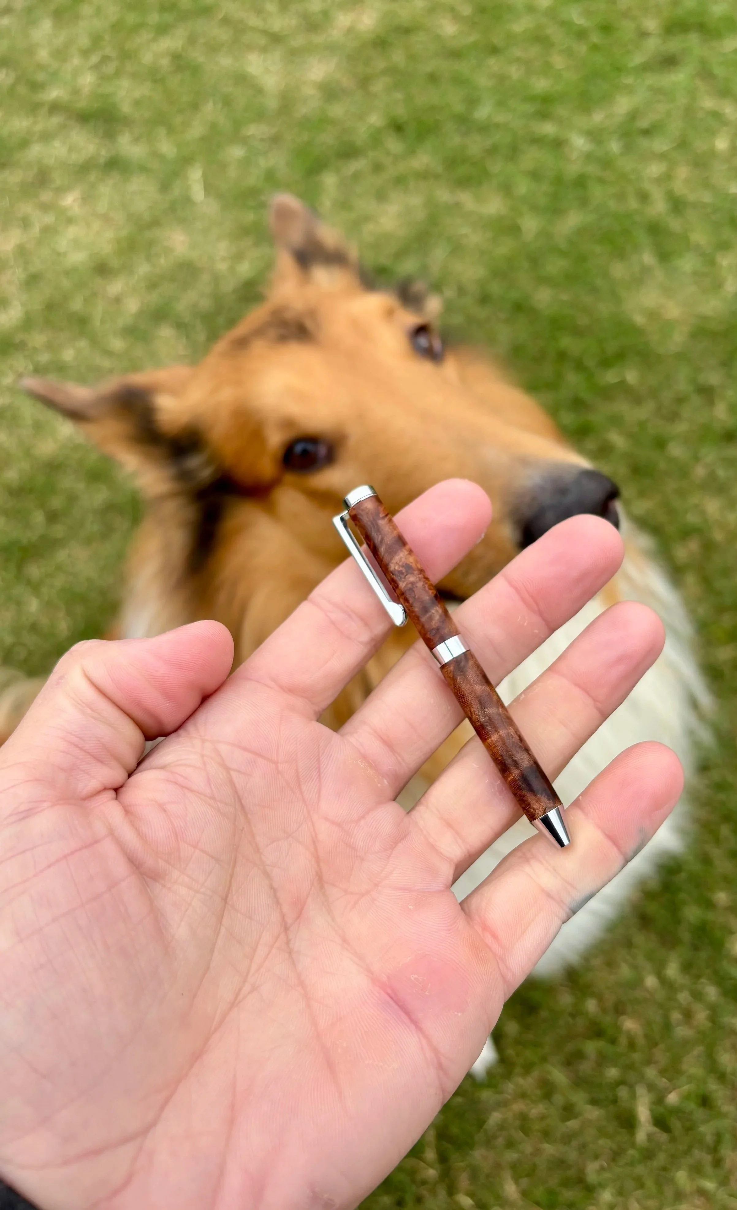 Hand holding a brown pen with a dog in the background, looking at the pen, on a grassy field.