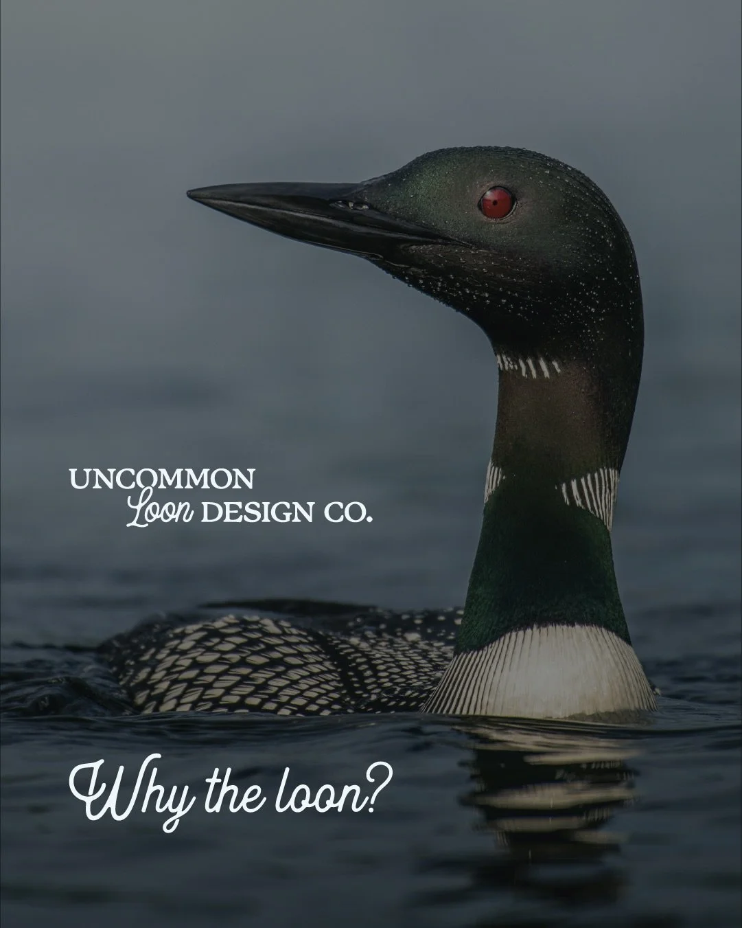 Loons are known for their call, presence and loyalty to place. 

That stuck with me. 

I try to design brands that feel the same way &mdash; recognizable, authentic and grounded in where the work comes from.