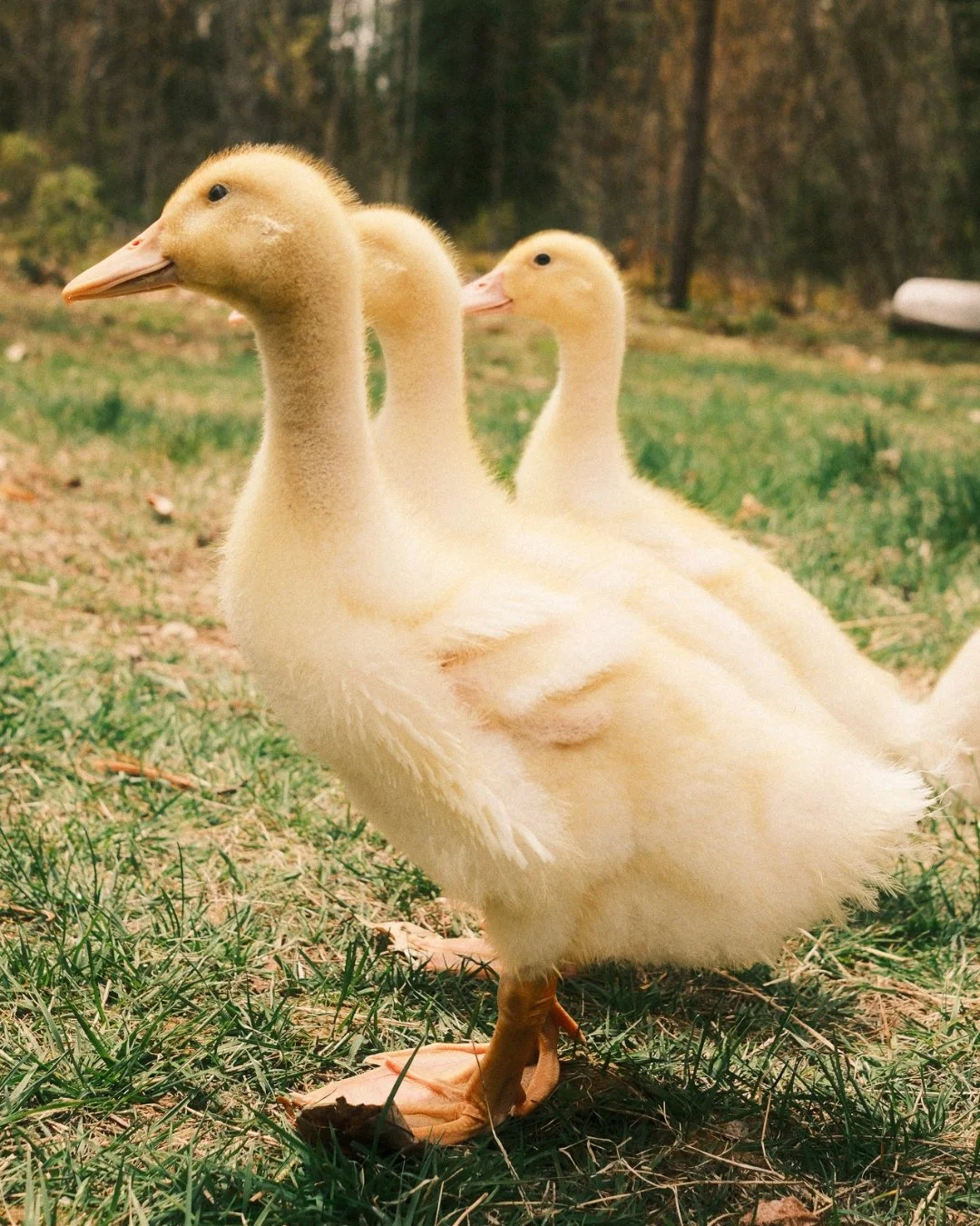 BRB, getting our ducks in a row 🦆

Welcome to the flock, Indie, M.J., Puff, Marsh &amp; Mallow.