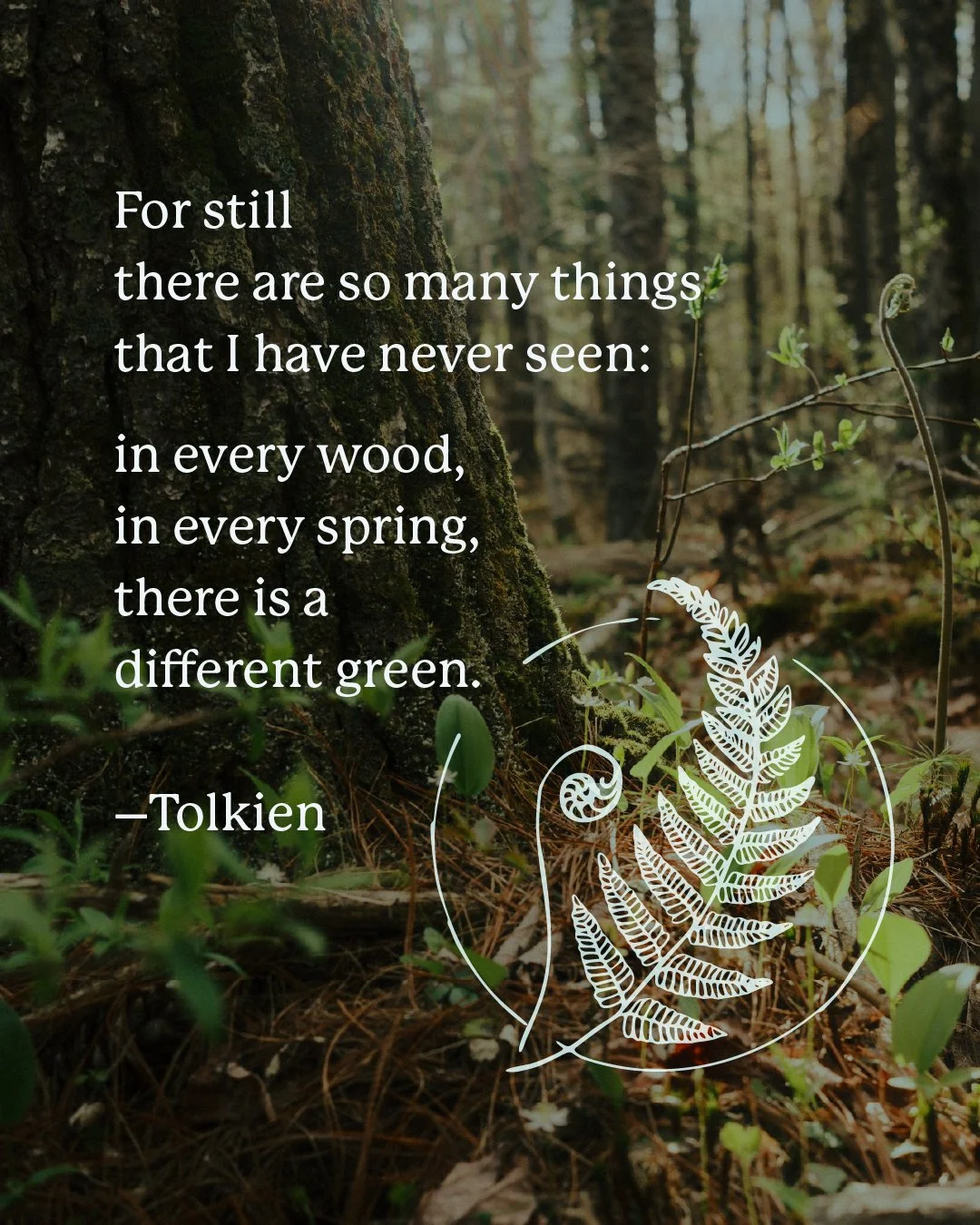Spring in Maine 🌱  A little appreciation as spring comes to an end and the frenzy of summer in Maine approaches.

There's something about the golden light filtering through the spring canopy, the wildflowers peeking around every corner, and the fidd