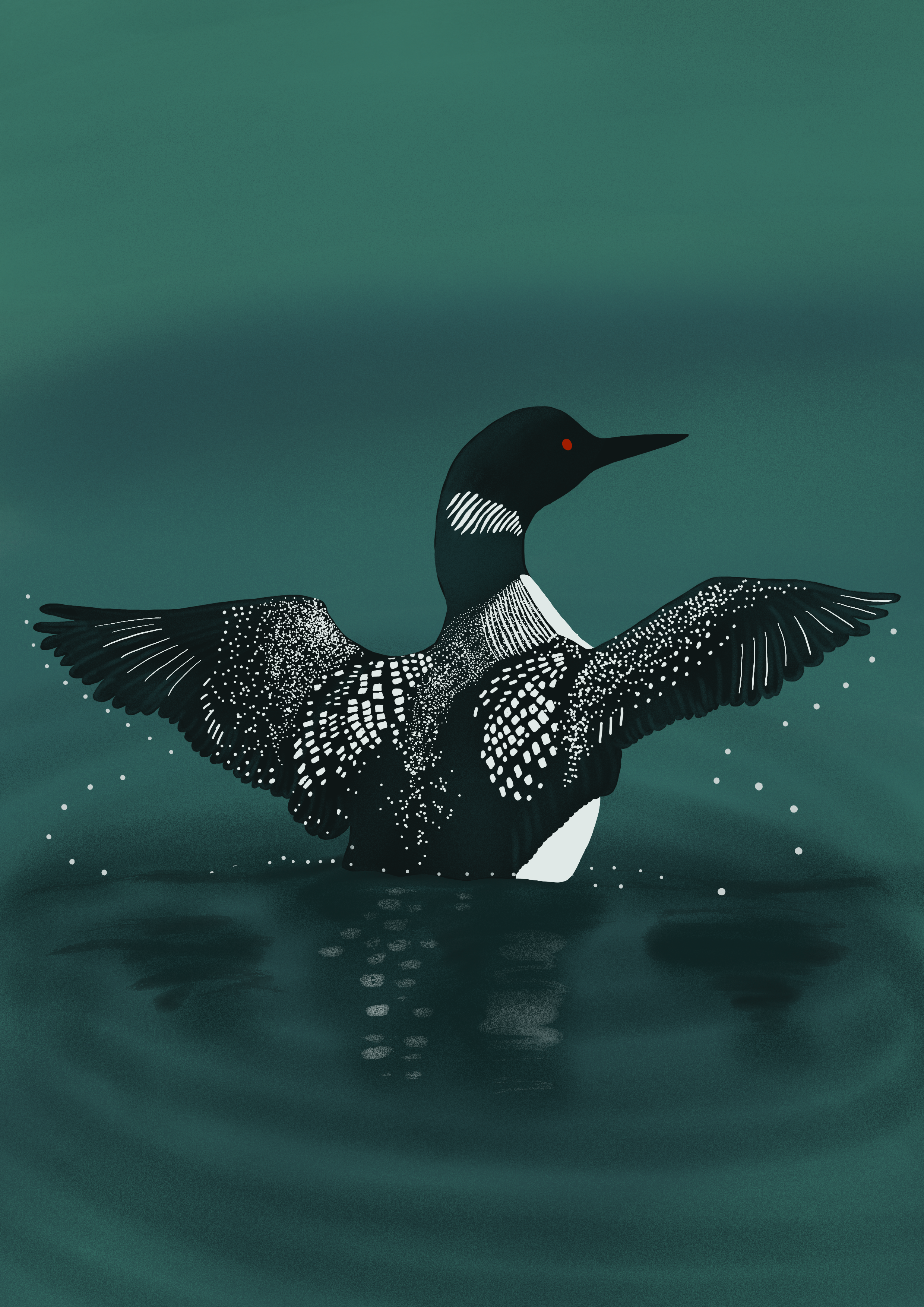 Common Loon Drawing