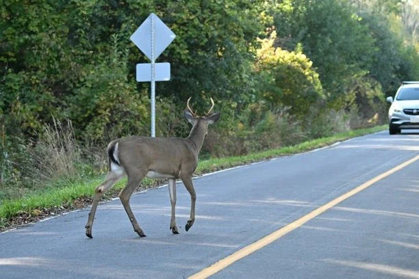 A deer crossing a two-lane road with a yellow center line, while a white vehicle approaches from the right. The background features green trees and bushes.
