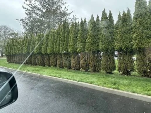 A row of tall, deer eating well-trimmed evergreen bushes lining a sidewalk along a street.