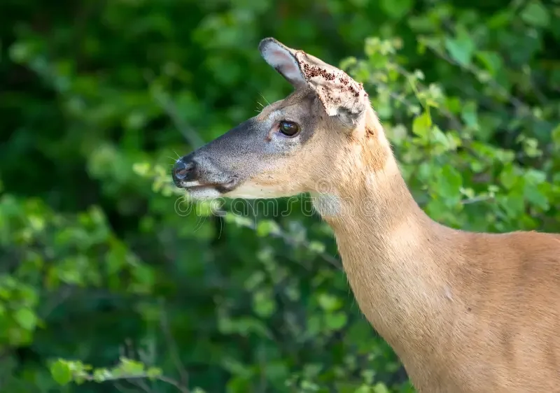 A deer with the head of a rabbit, standing in front of green foliage.
