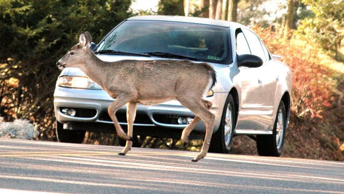 A deer crossing a road in front of a silver sedan car during daytime, with trees and bushes in the background.