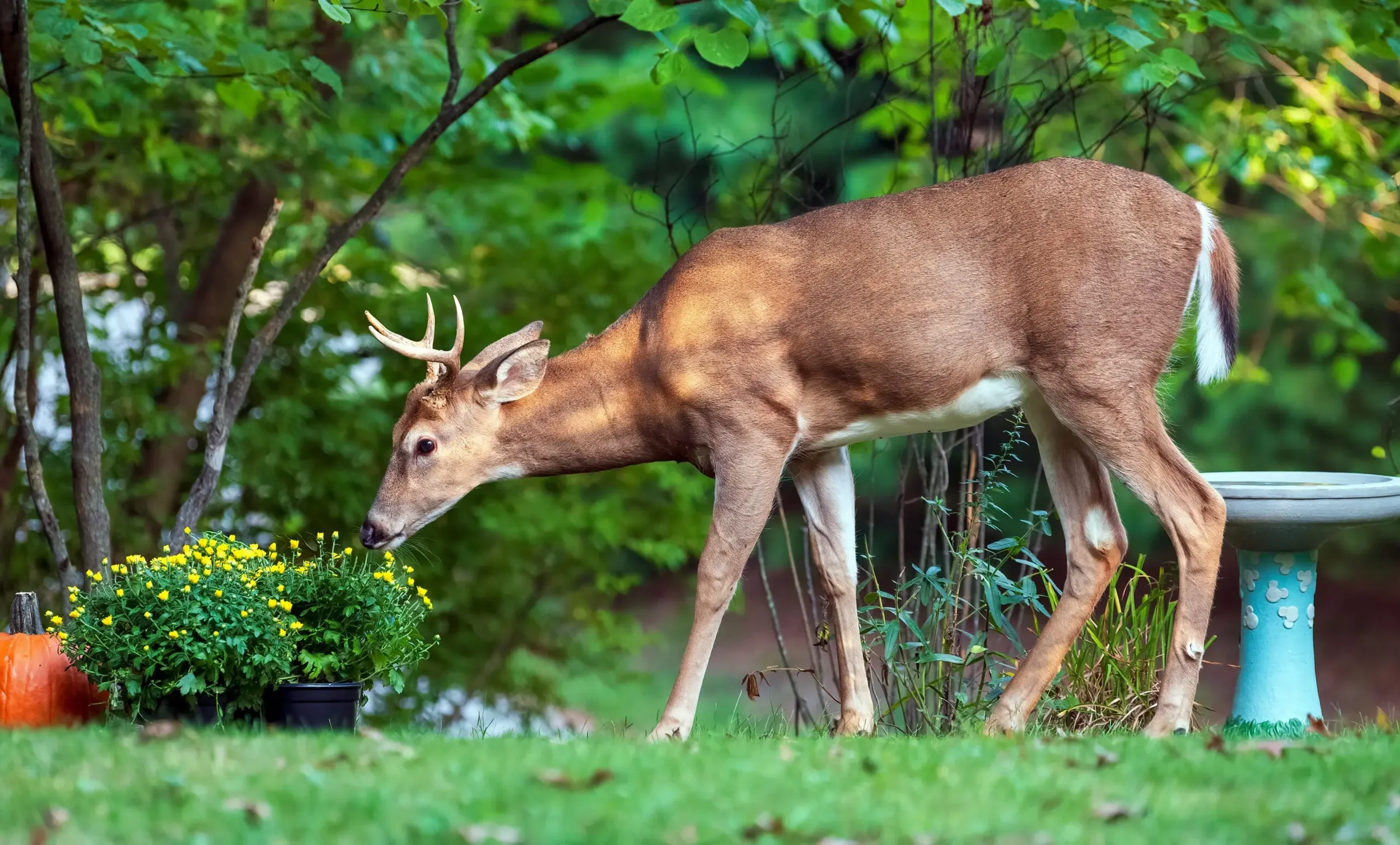 A young deer with small antlers sniffing a potted plant with yellow flowers in a green outdoor setting.
