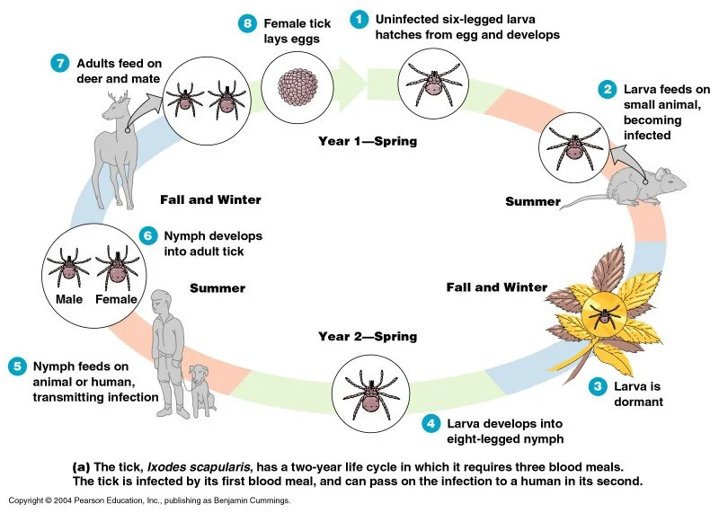 Diagram illustrating the life cycle of the tick, Ixodes scapularis, showing stages from uninfected larva hatching from eggs, feeding on small animals, becoming infected, developing into eight-legged nymph, feeding on a human or animal, and maturing into adult ticks which then feed on deer and mates. The cycle is divided into two years, with spring and summer seasons marked.
