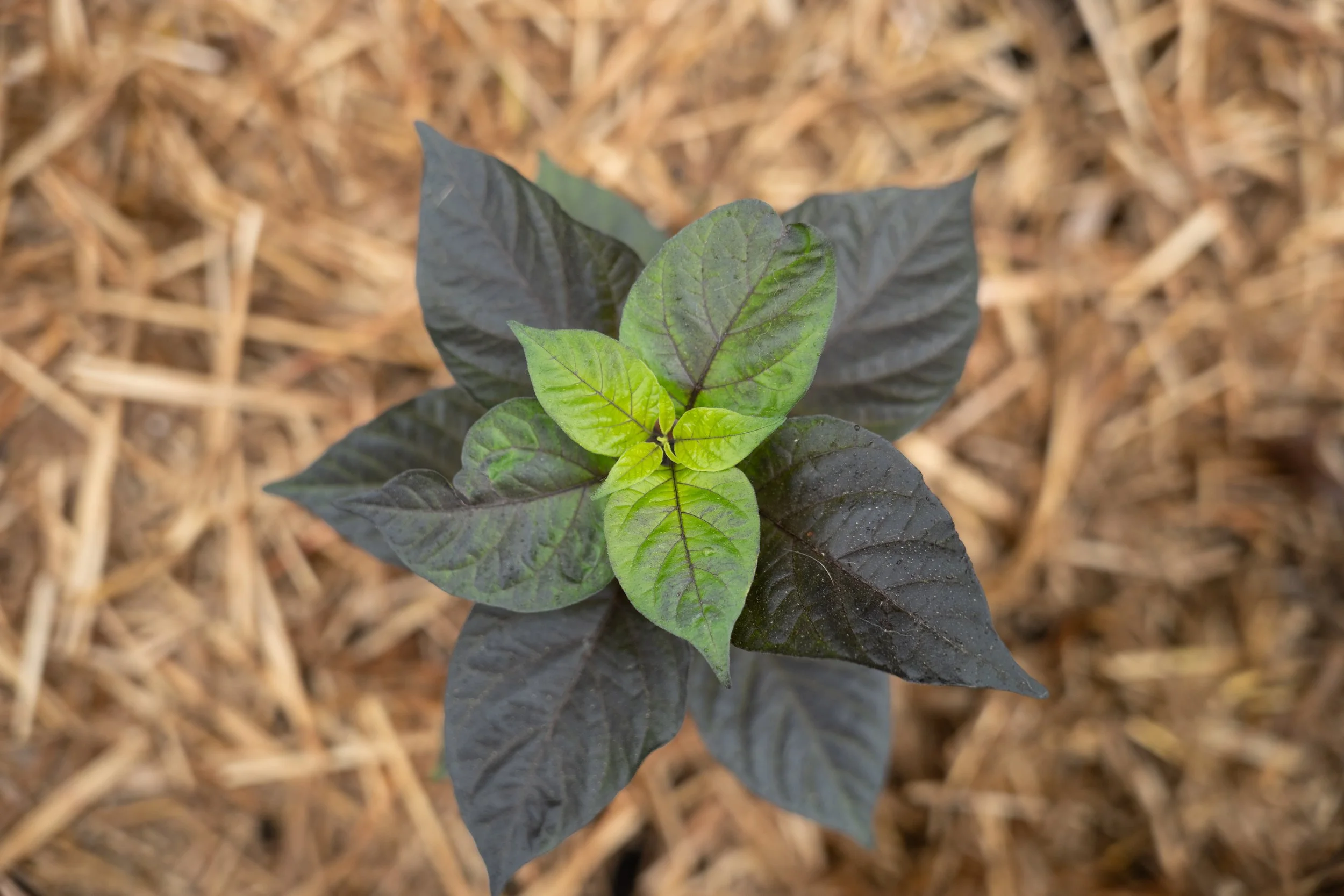 Peppa People Pawty Monthly Subscription