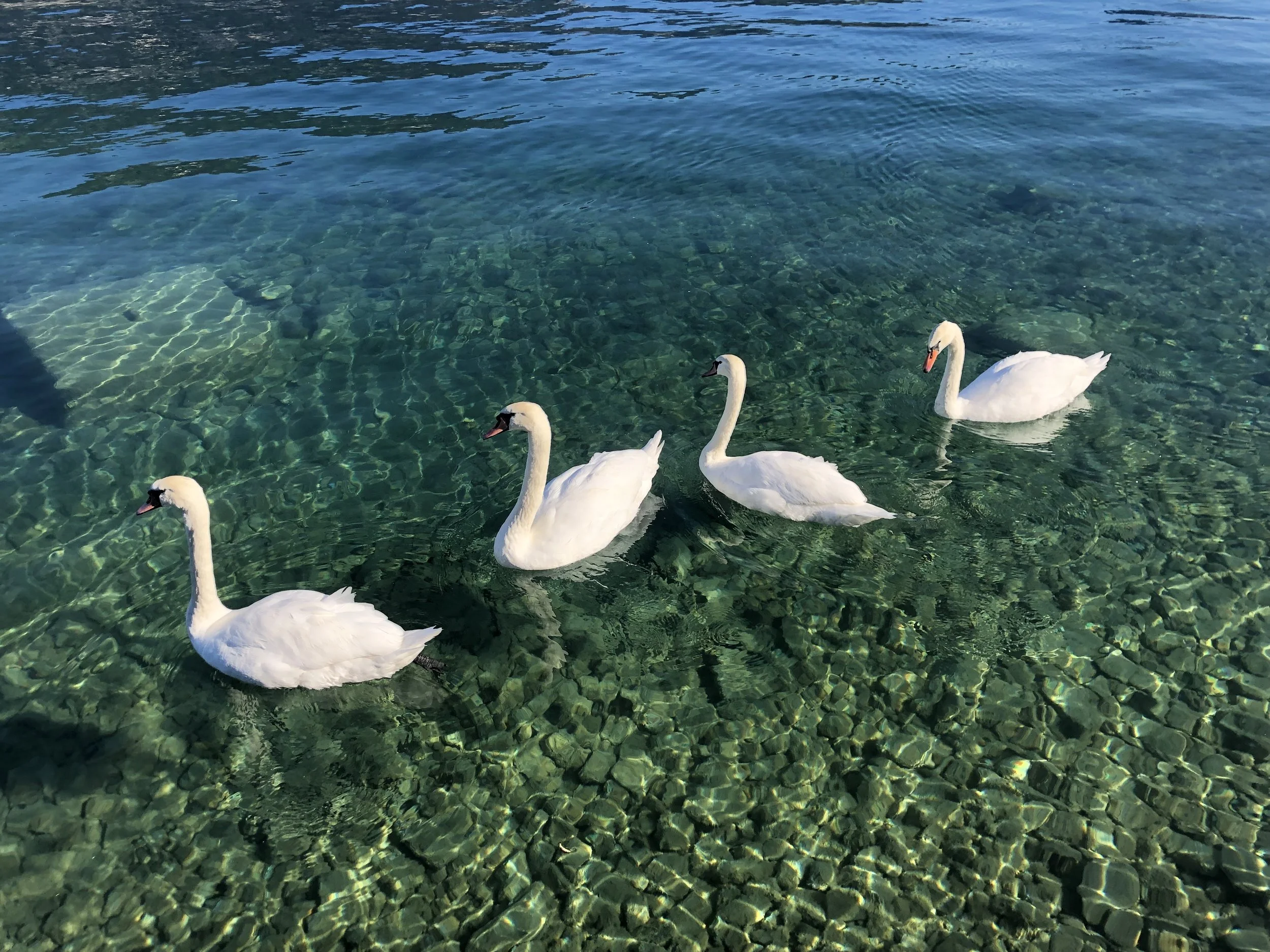 Four swans swimming in clear water over a bed of rocks.