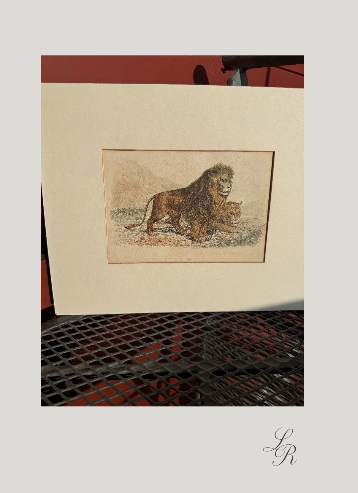 IMG_1366.jpeg