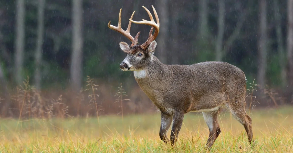 whitetail deer in the rain