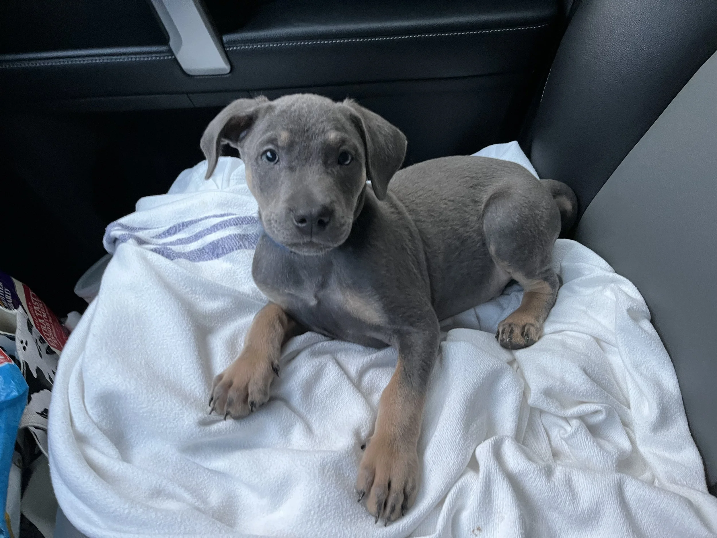 Your Puppy’s First 30 Days at Home: A Training Roadmap