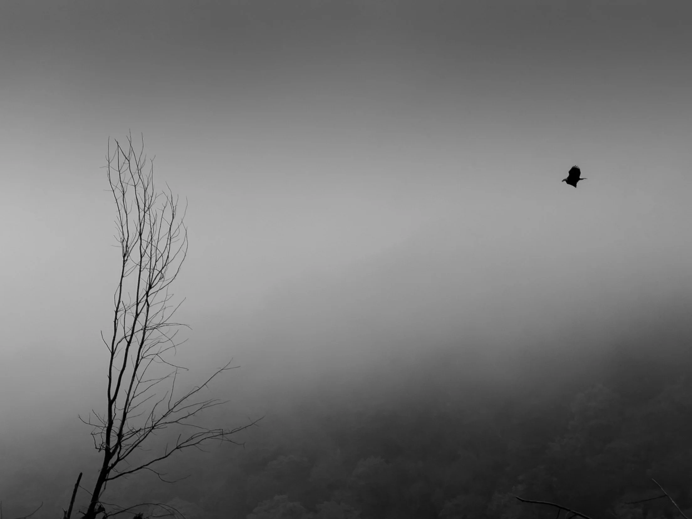 Foggy Morning, Stillwater, Minnesota, 2026