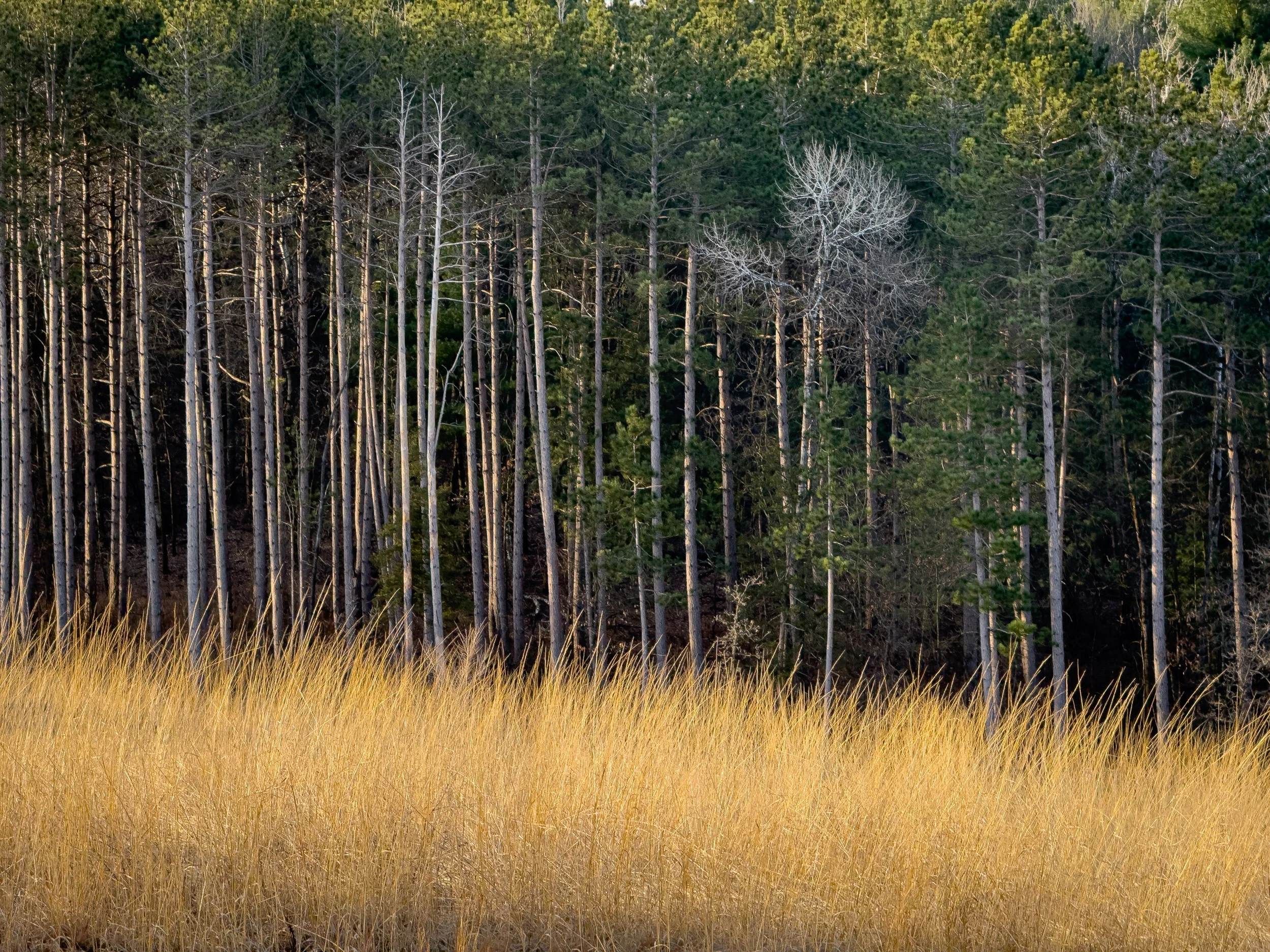 Belwin Conservancy 2, Afton, Minnesota, 2025