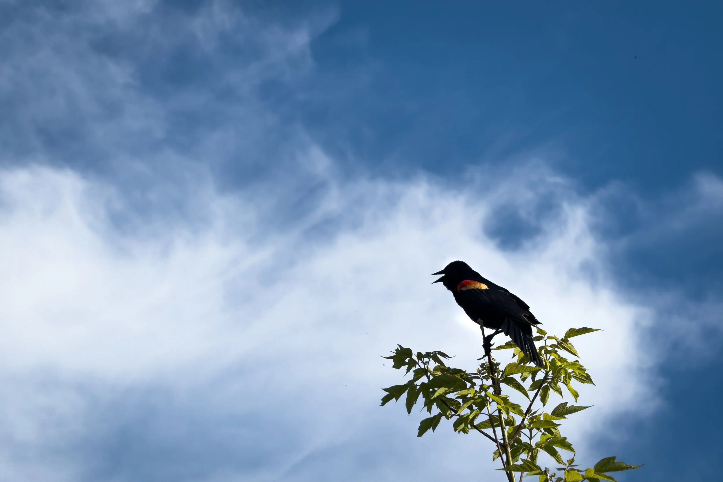 Red-Winged Blackbird, Stillwater, Minnesota, 2026