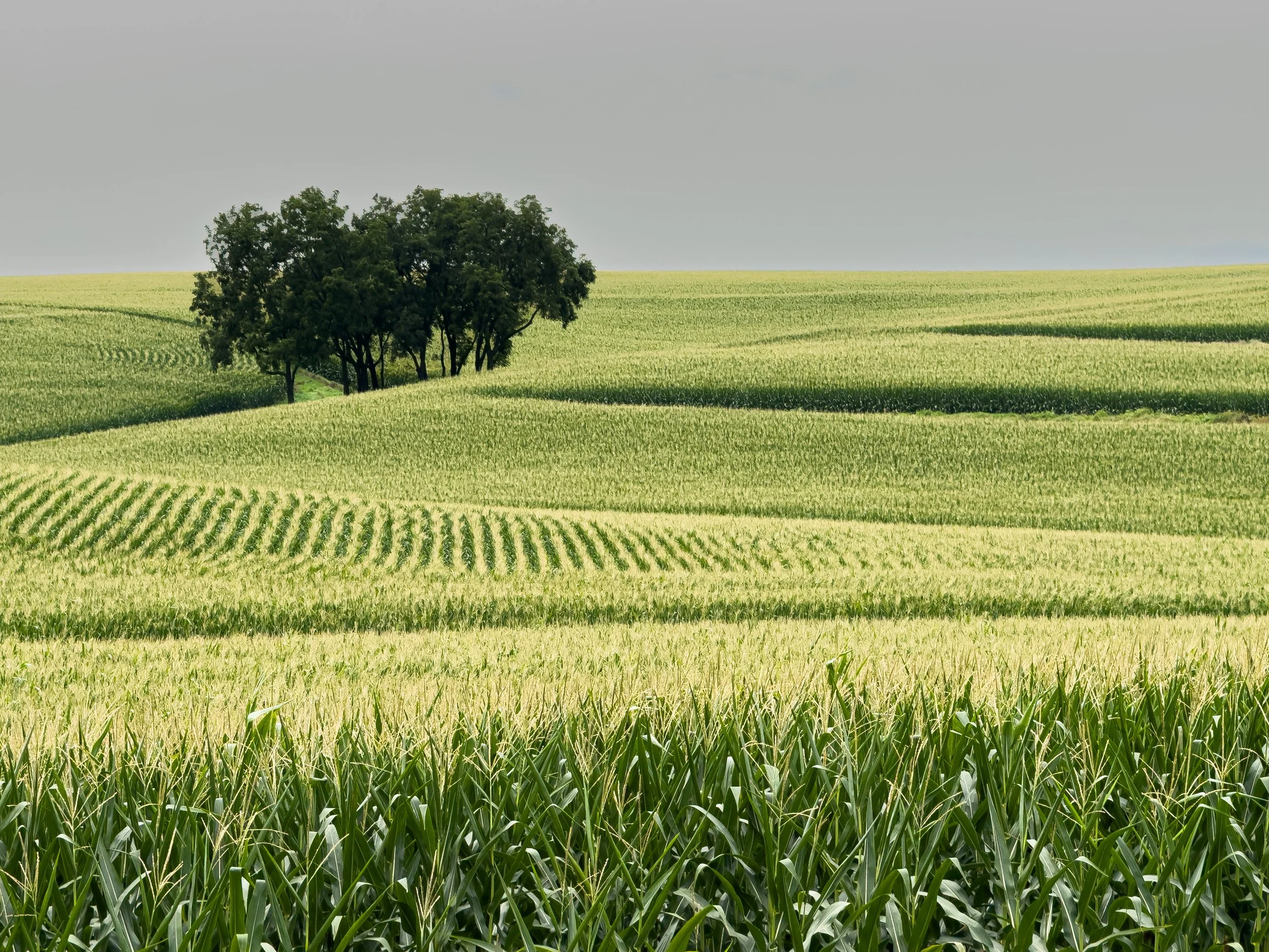 Farmland, northeastern Iowa, 2025