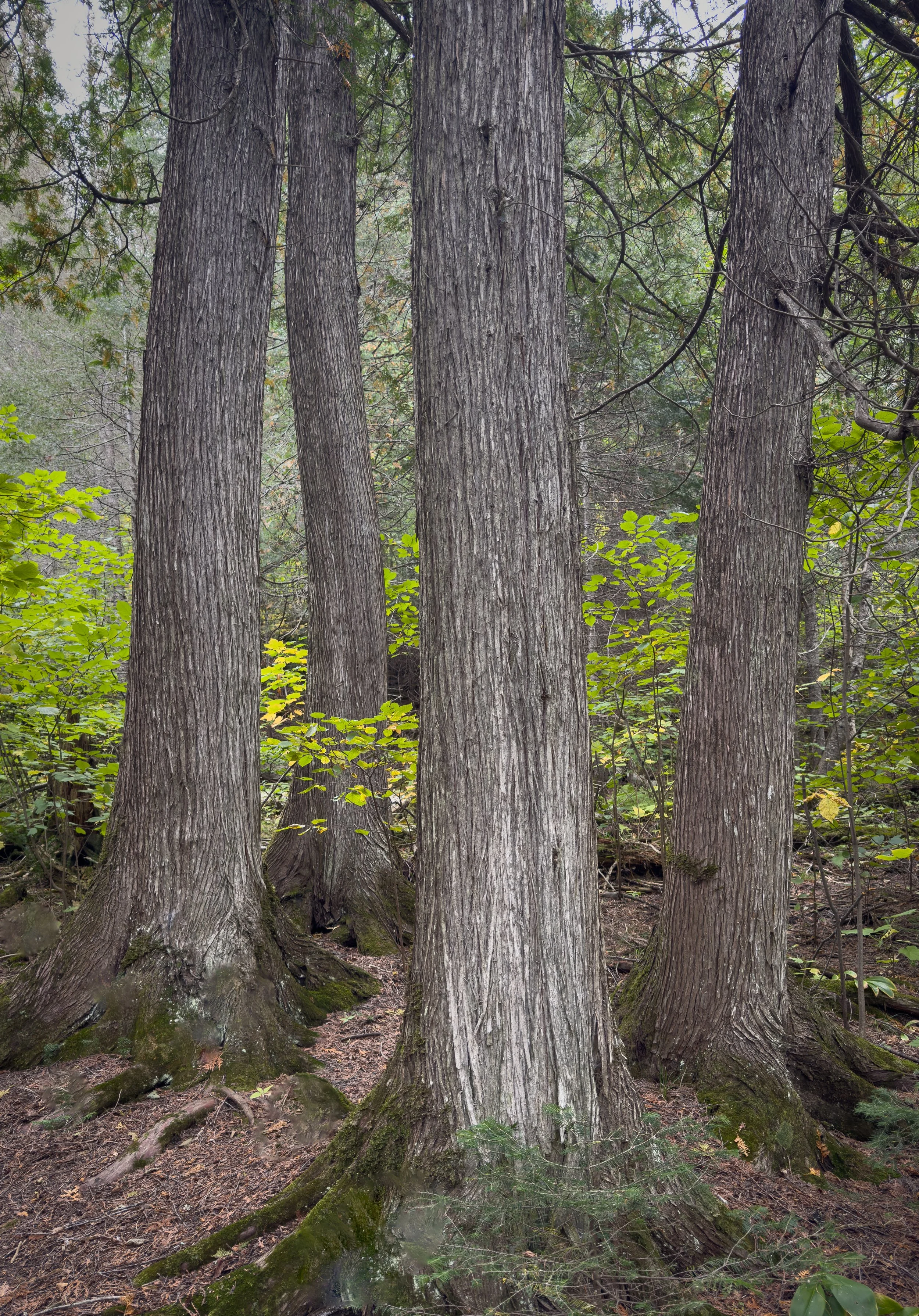 Superior Hiking Trail, Minnesota, 2026