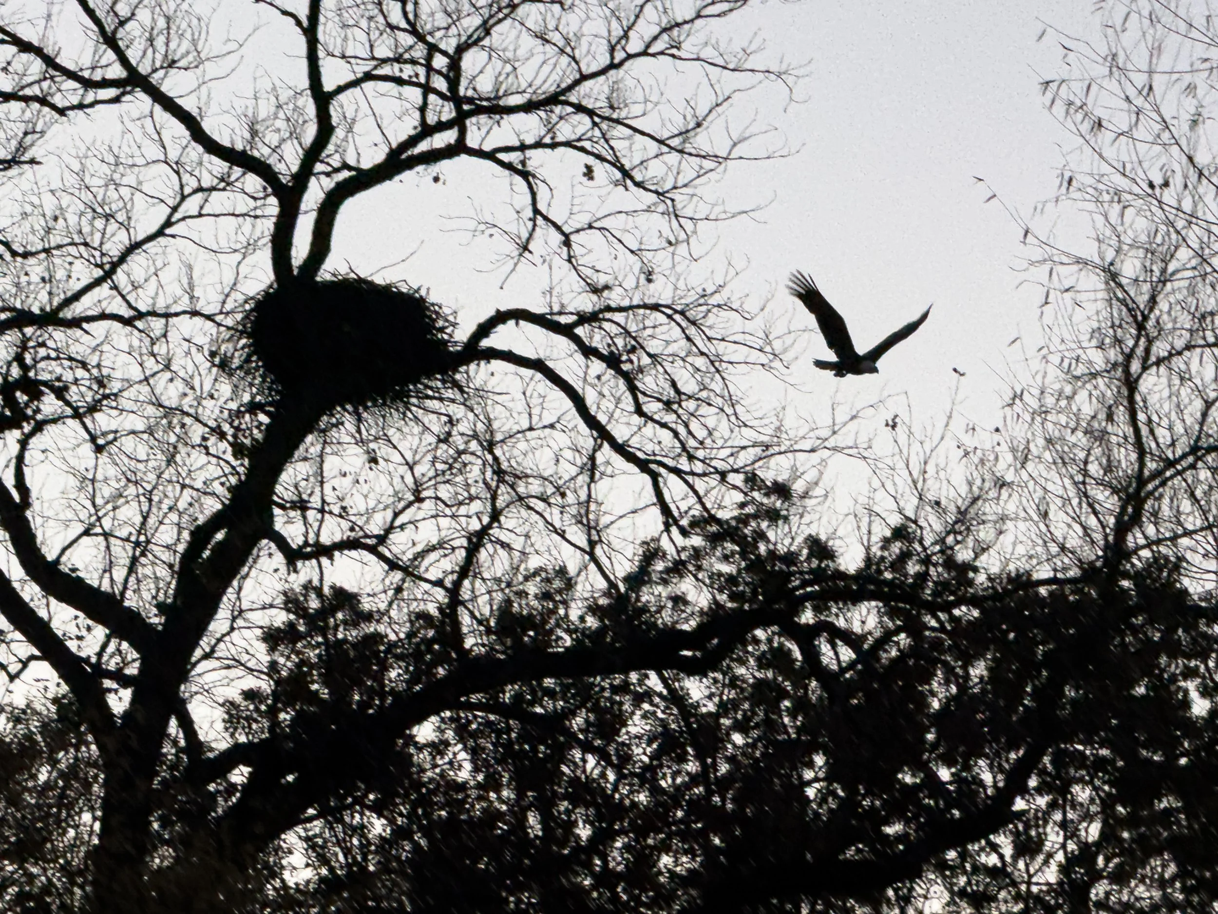 Bald Eagle and Nest, Afton State Park, Afton, Minnesota, 2025