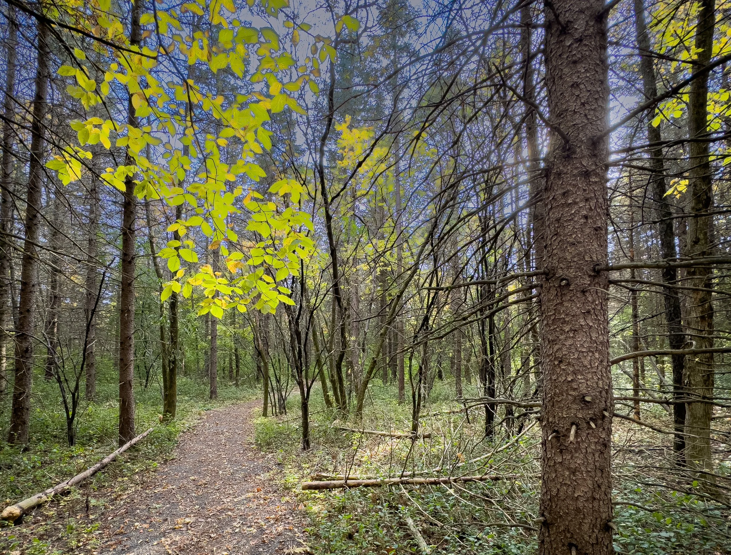 Fall Color 1, Stillwater, Minnesota, 2025