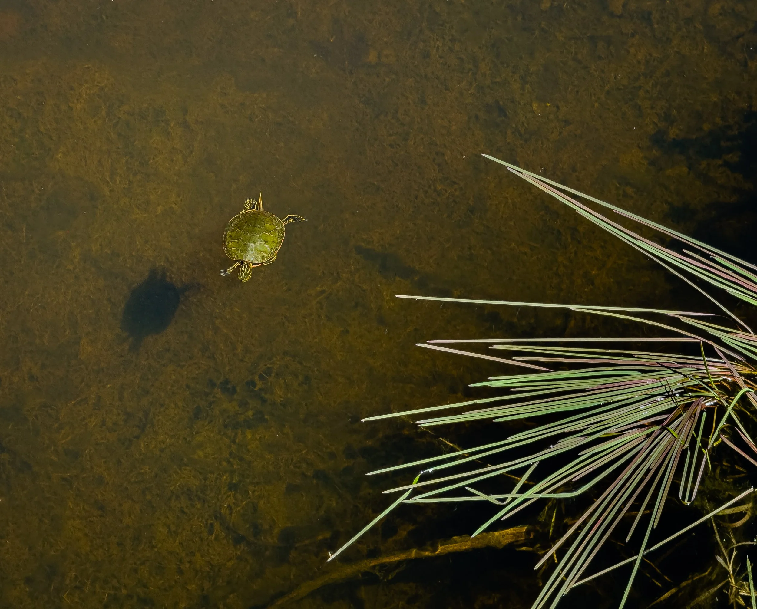 Turtle Swimming, Stillwater, Minnesota, 2025