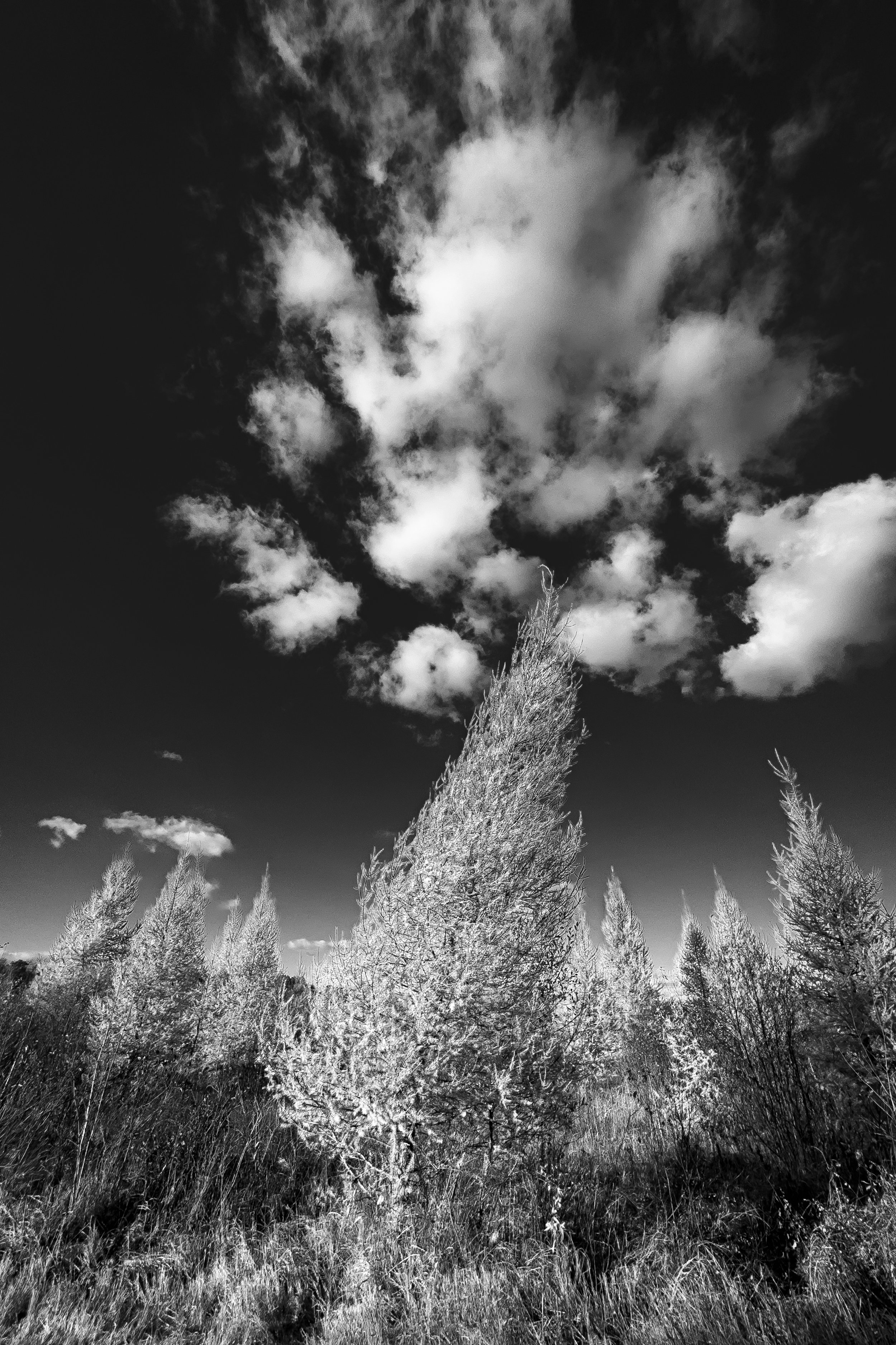Tamarack, William O'Brien State Park, Minnesota, 2025