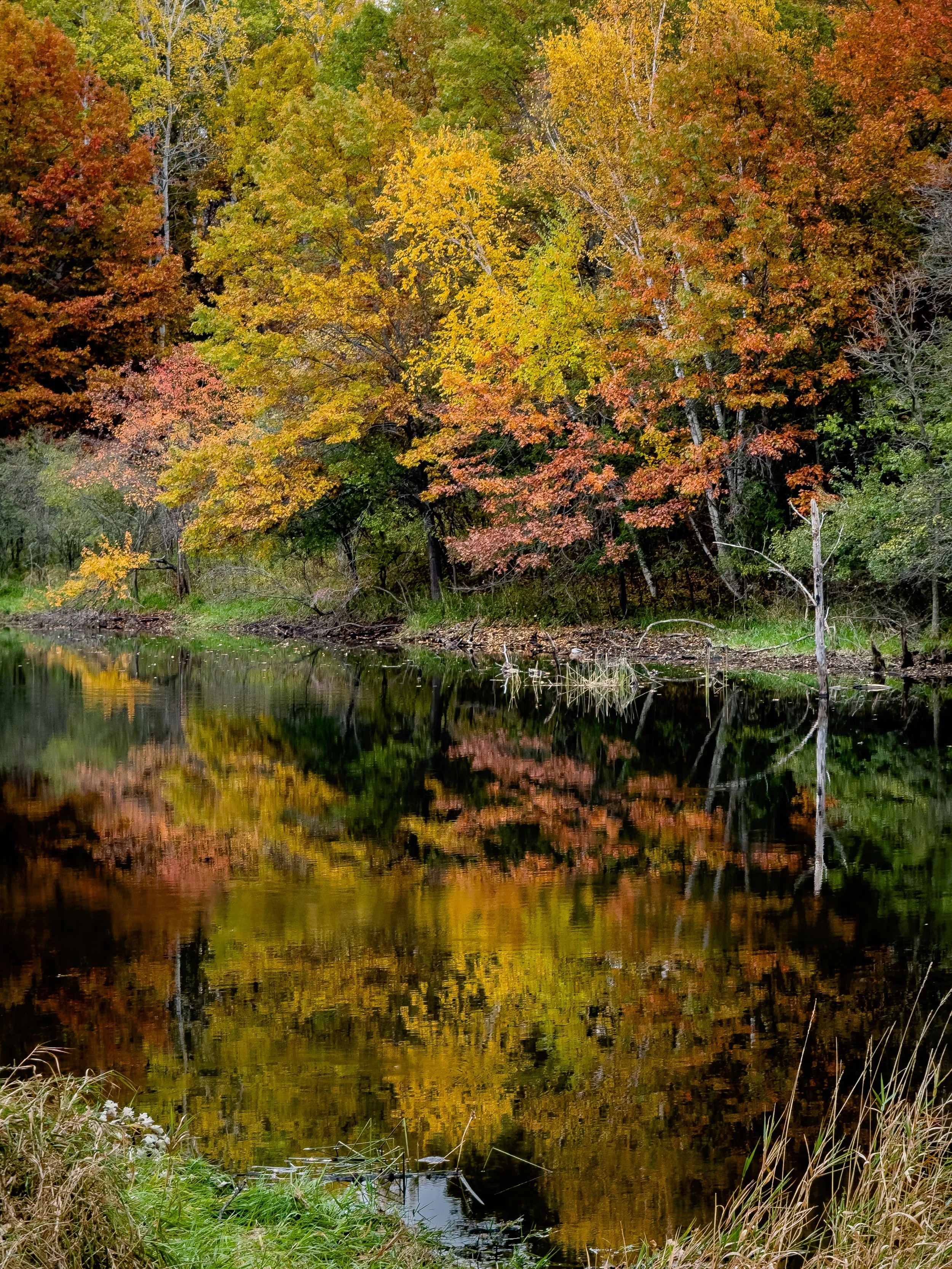 Fall Color 2, Stillwater, Minnesota, 2024