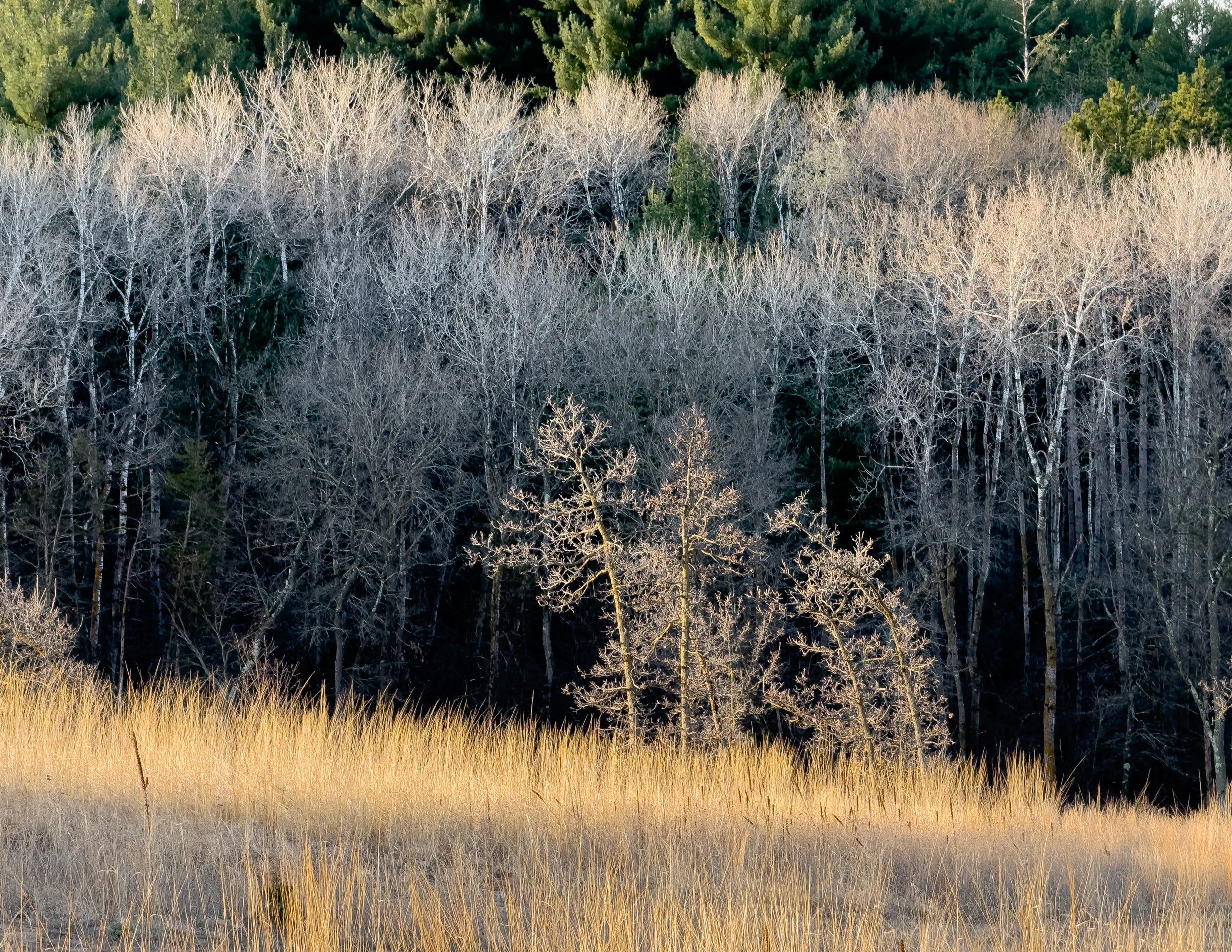 Belwin Conservancy 1, Afton, Minnesota, 2025