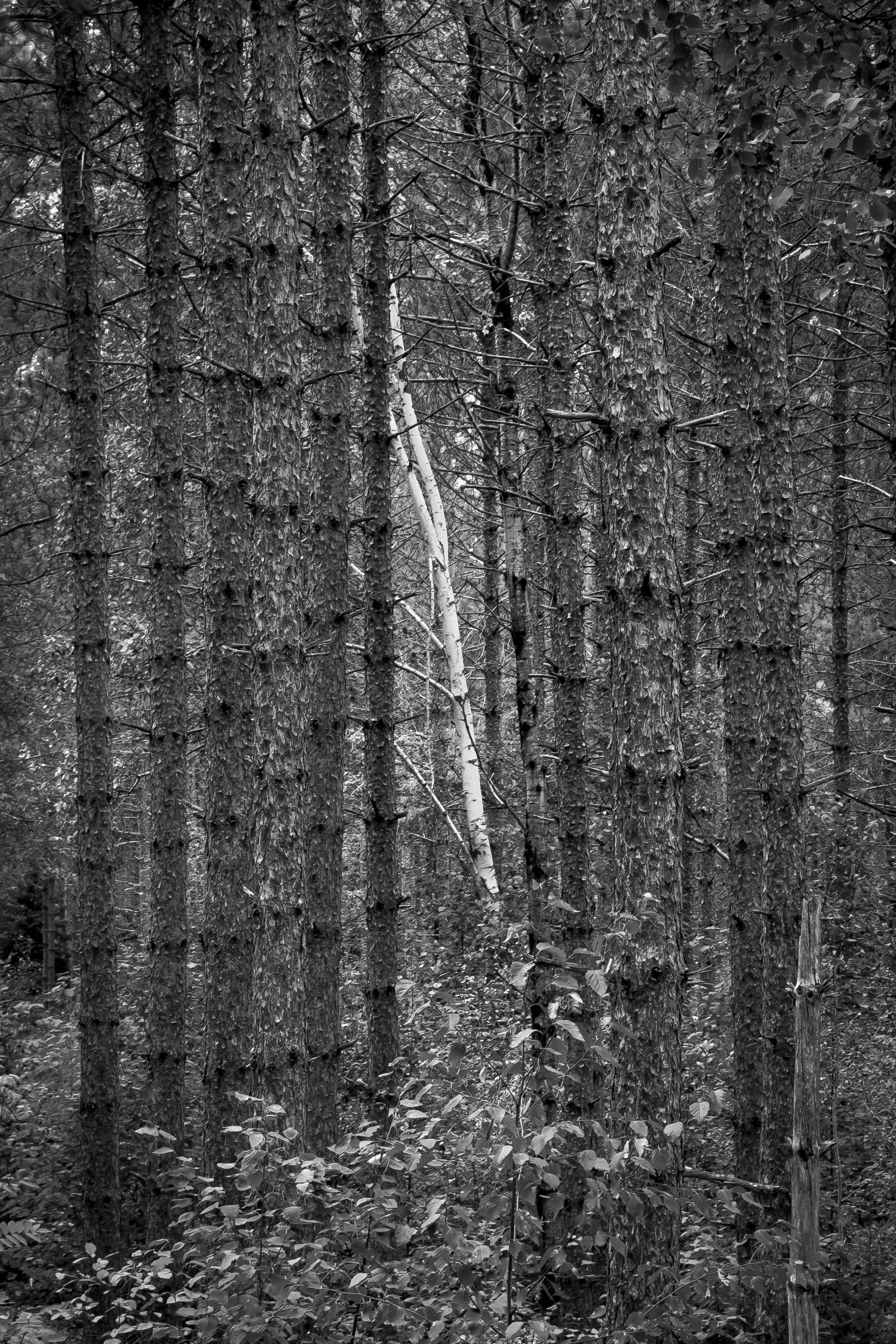 Birch and Pines, northeastern Minnesota, 2026